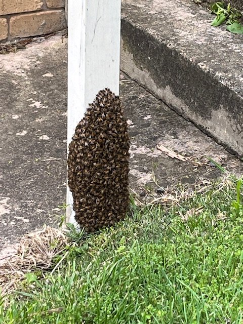 Swarm photo