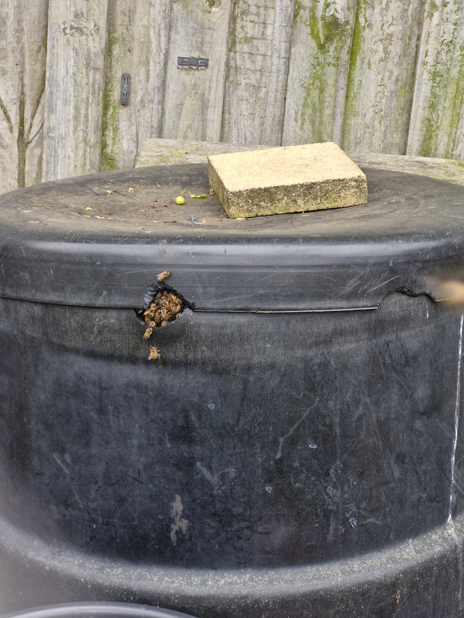 Swarm photo