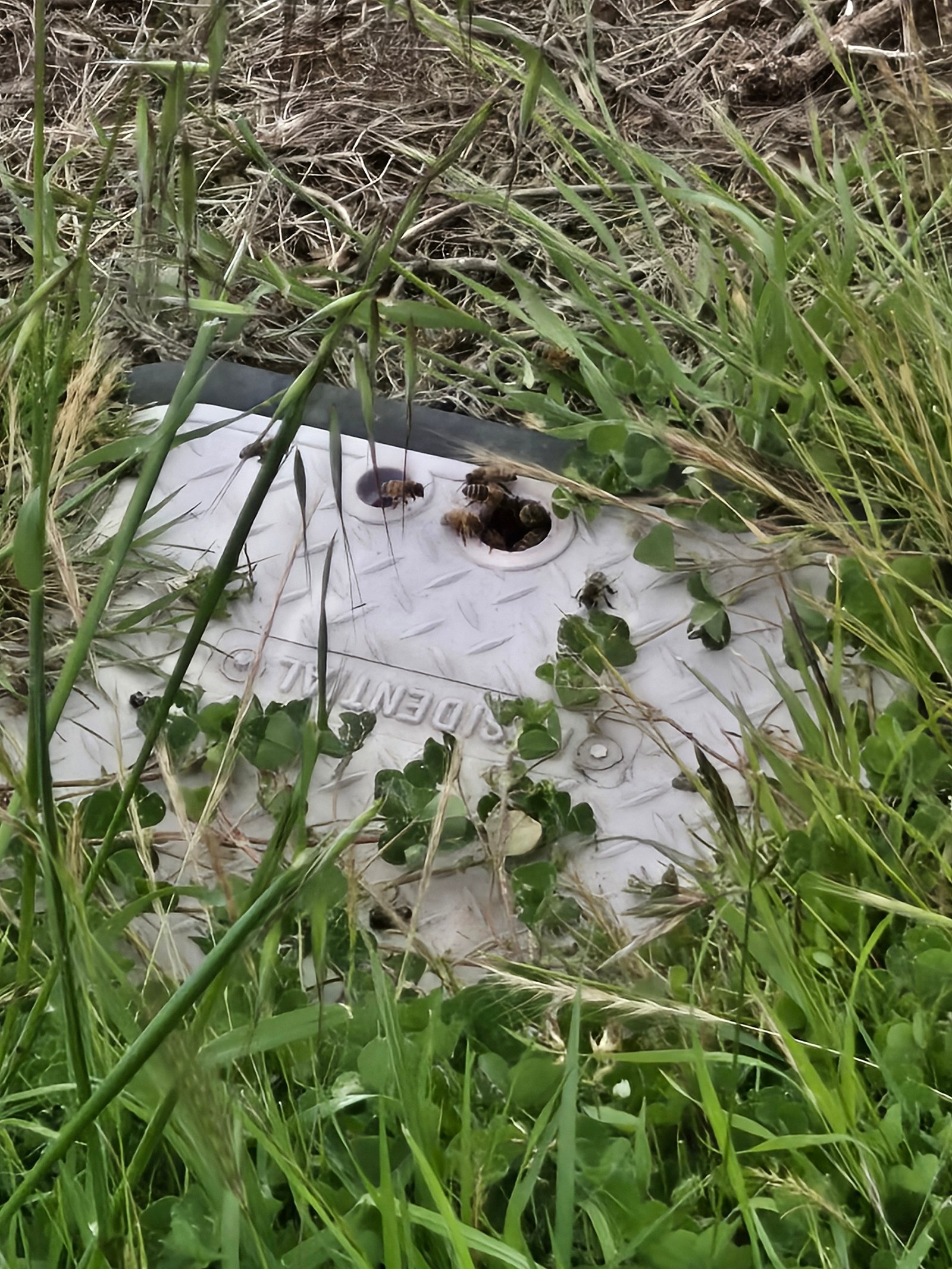 Swarm photo