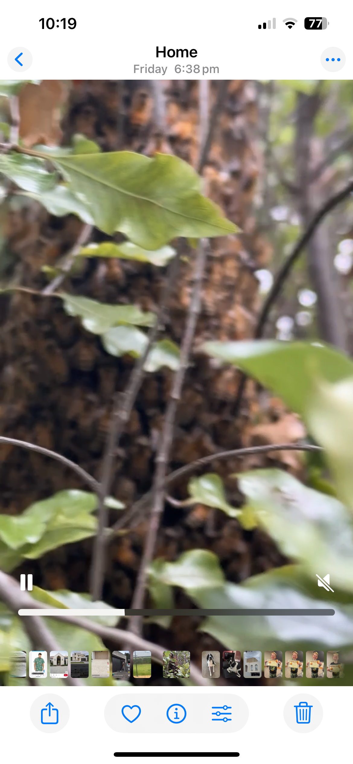 Swarm photo