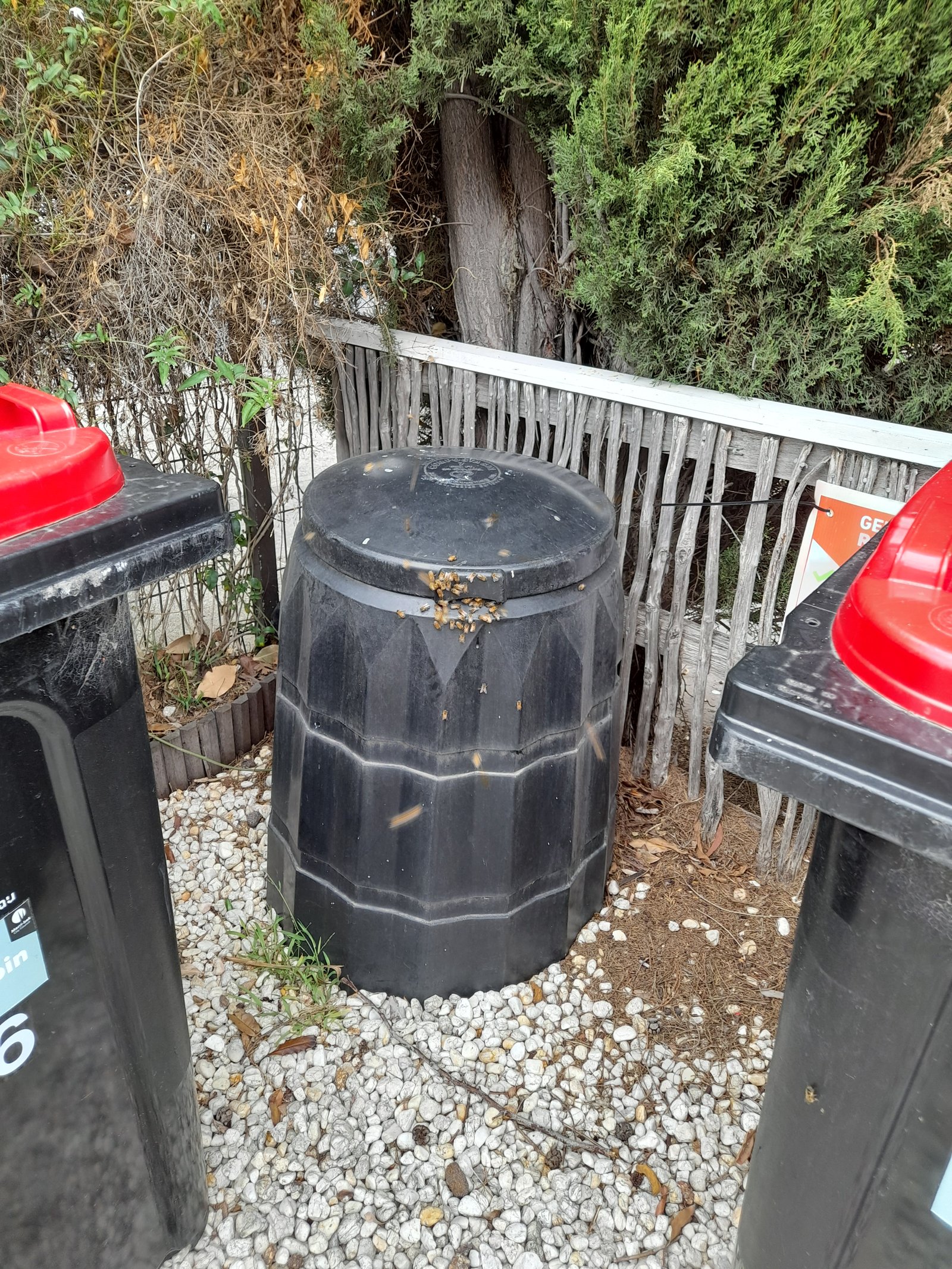 Swarm photo