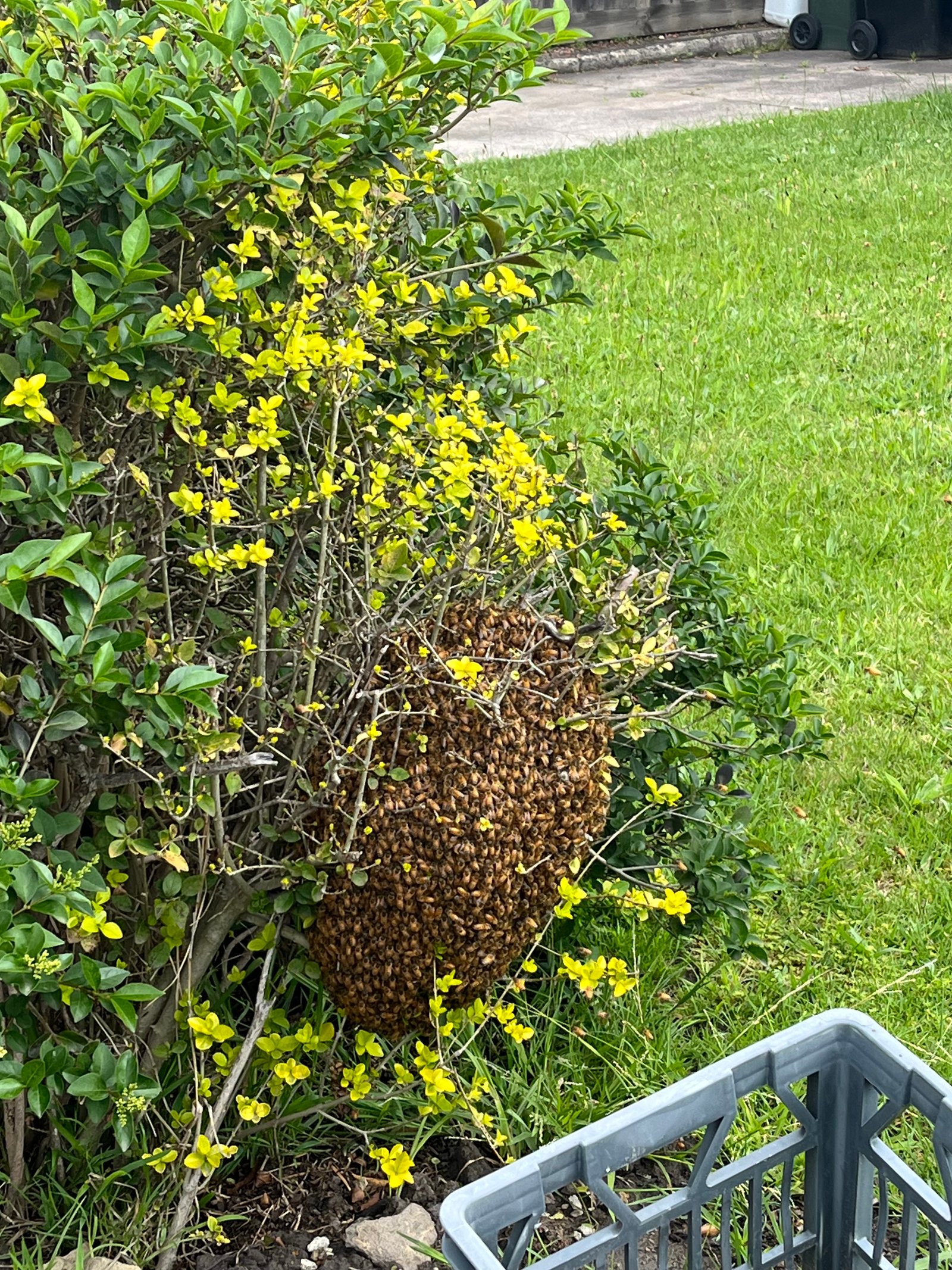 Swarm photo