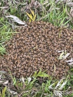 Swarm photo