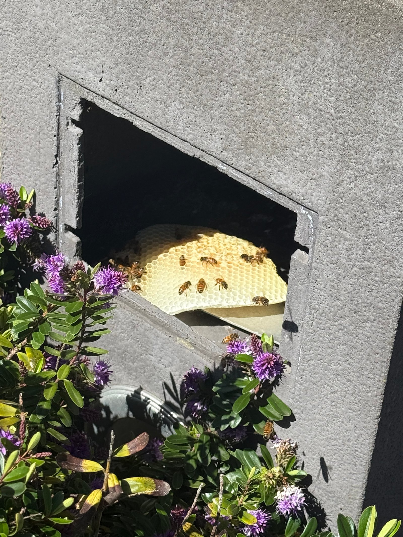 Swarm photo