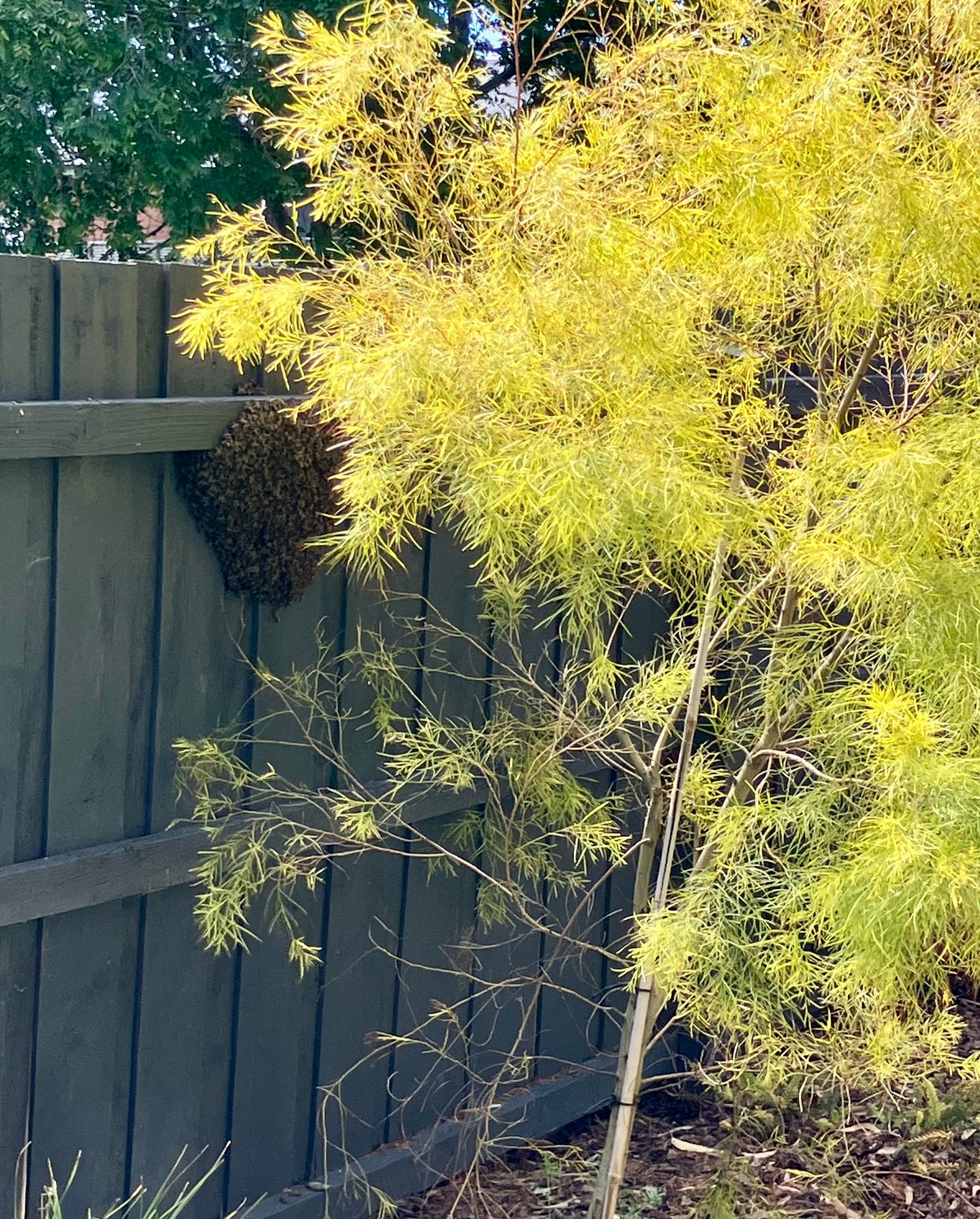 Swarm photo