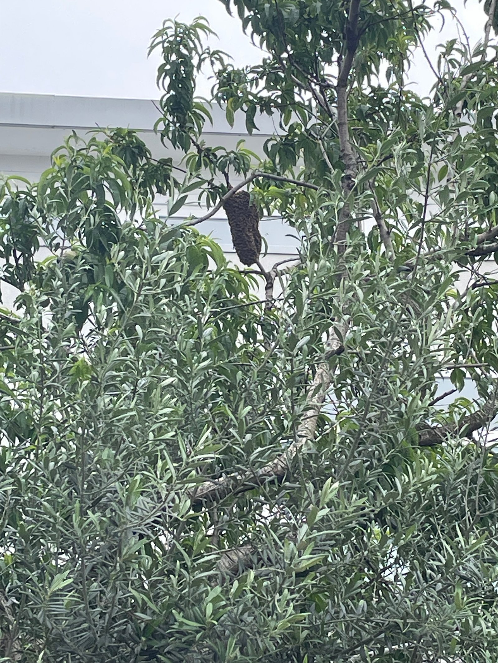 Swarm photo