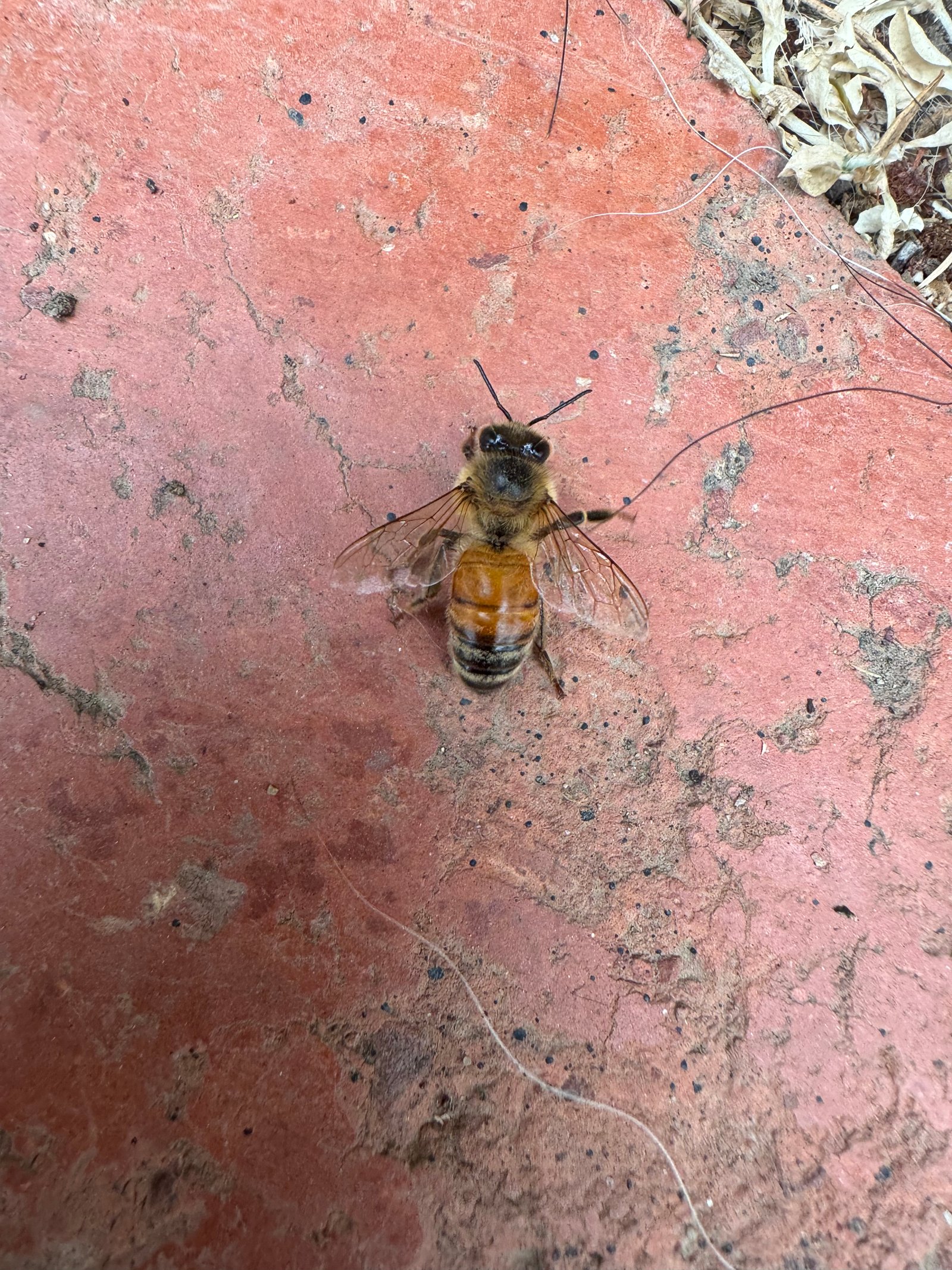 Swarm photo
