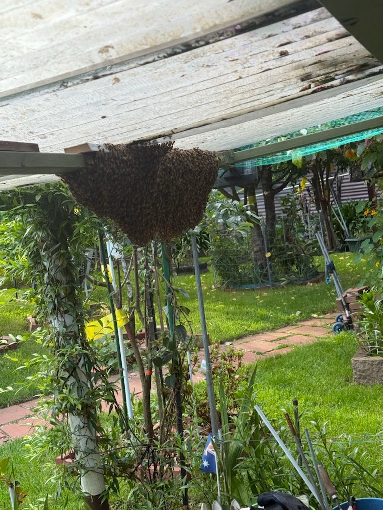 Swarm photo