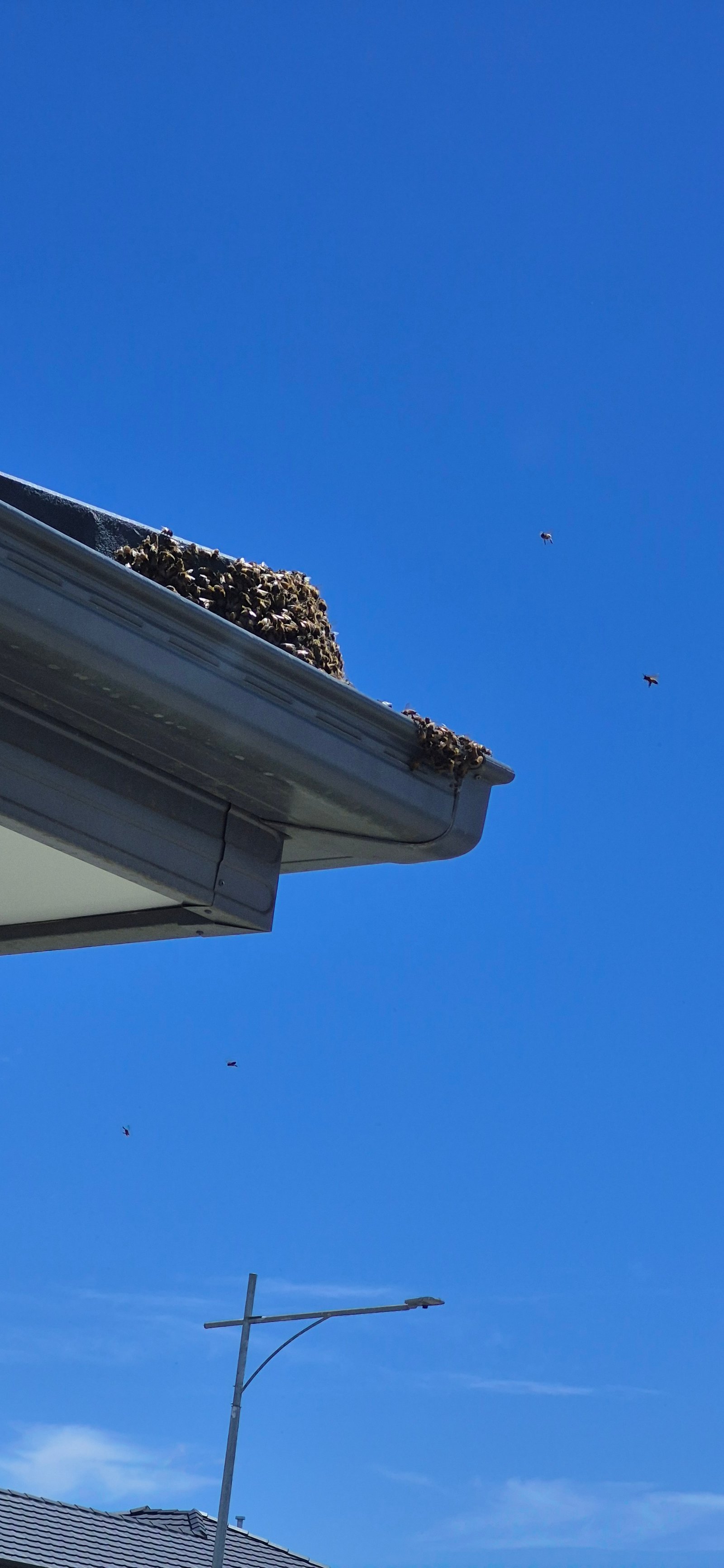 Swarm photo