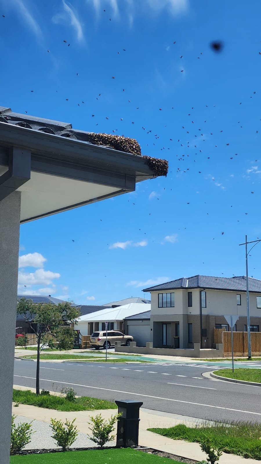 Swarm photo