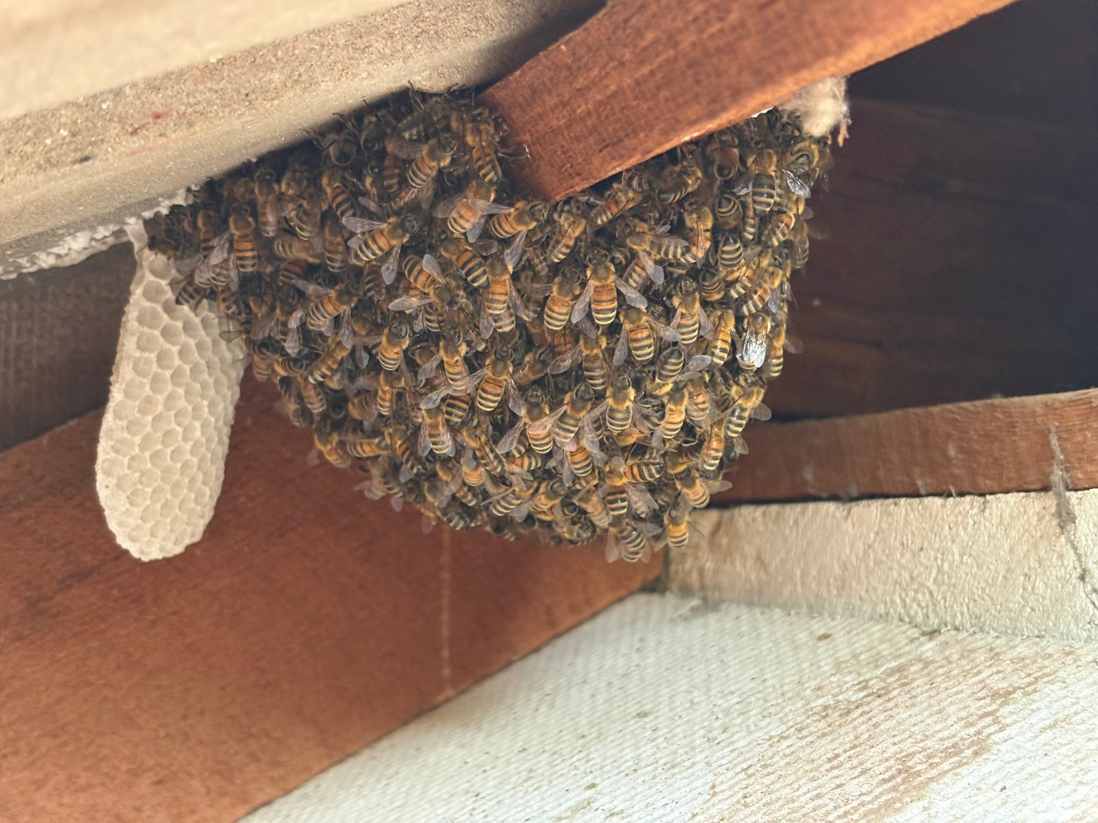 Swarm photo