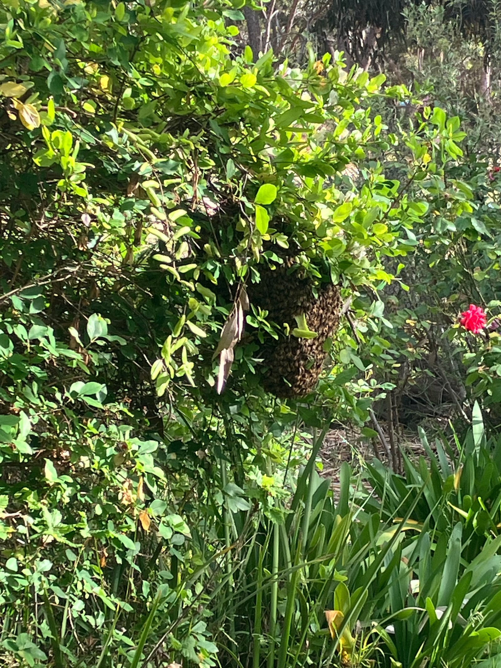 Swarm photo