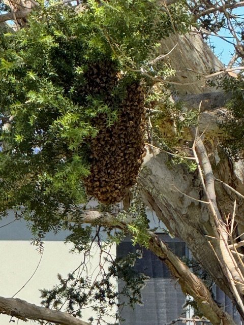 Swarm photo