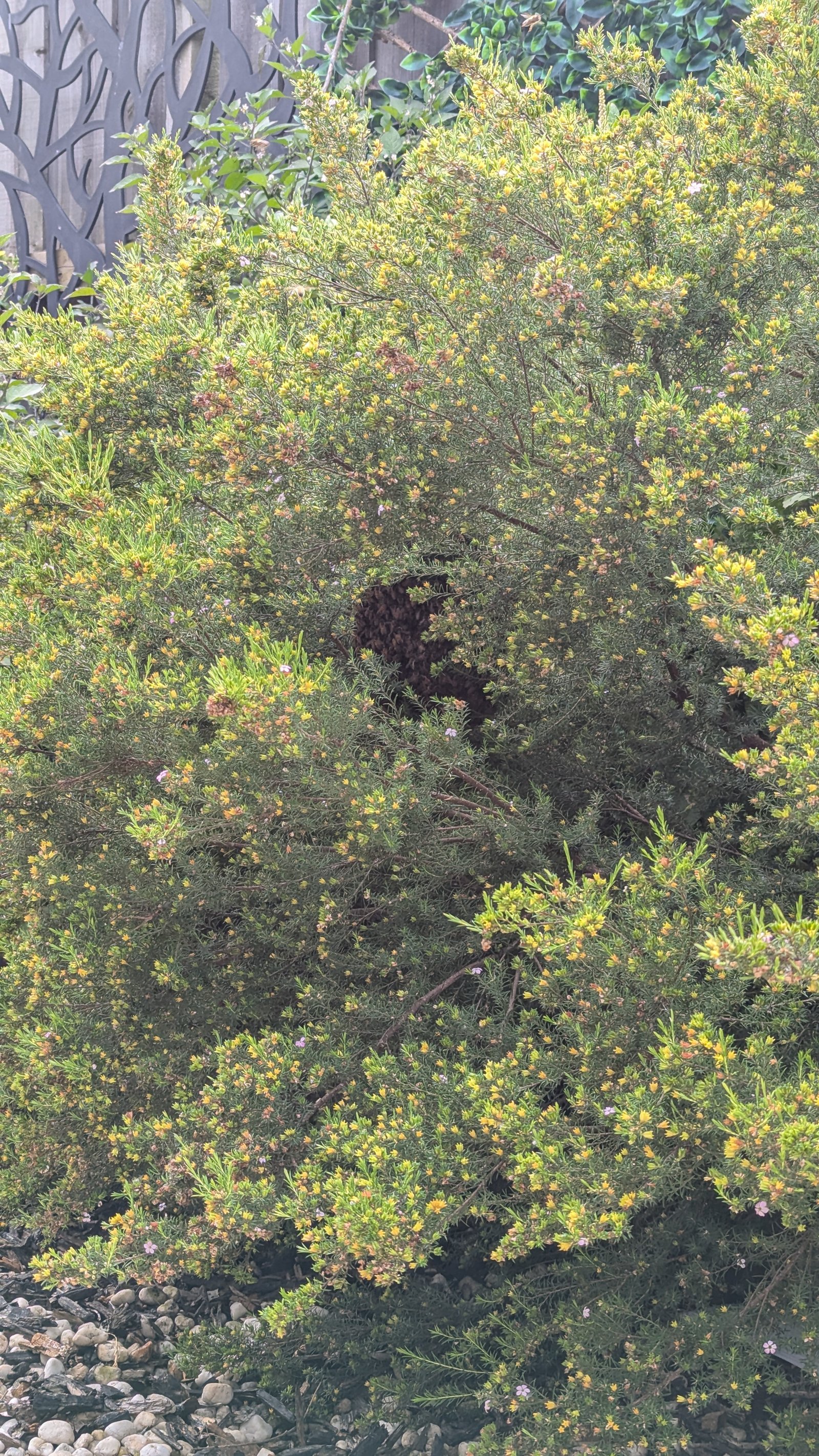 Swarm photo