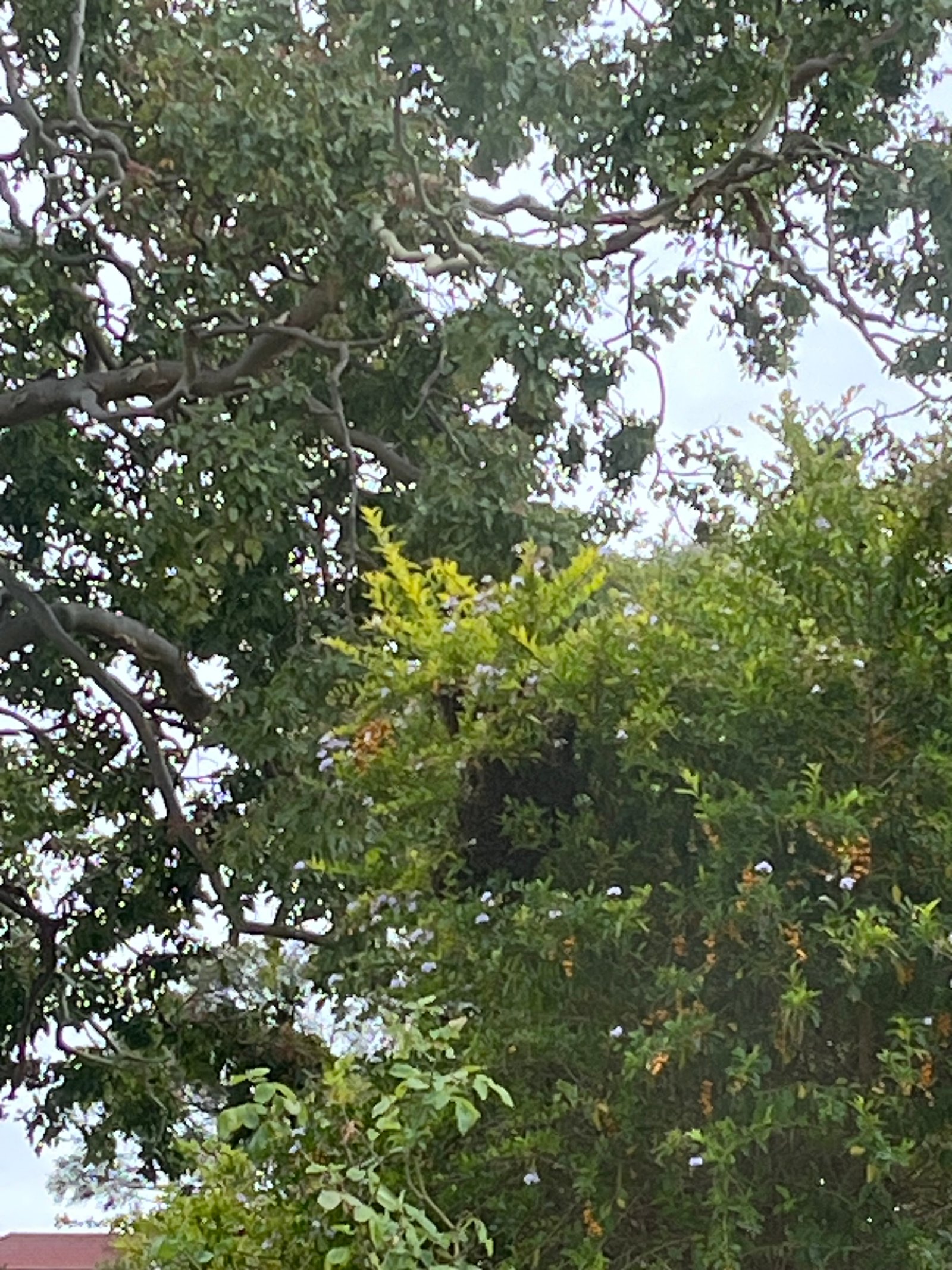 Swarm photo