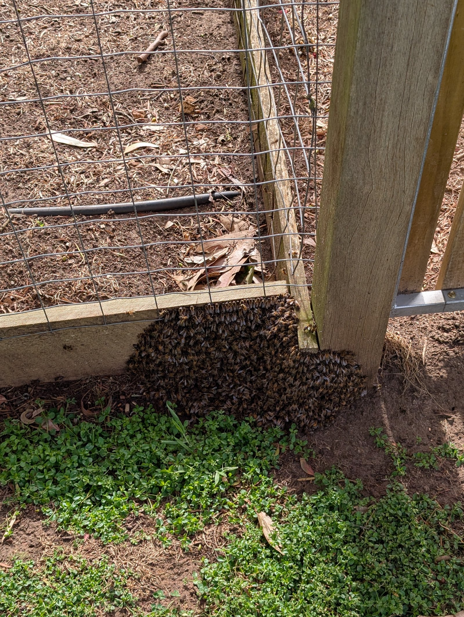 Swarm photo