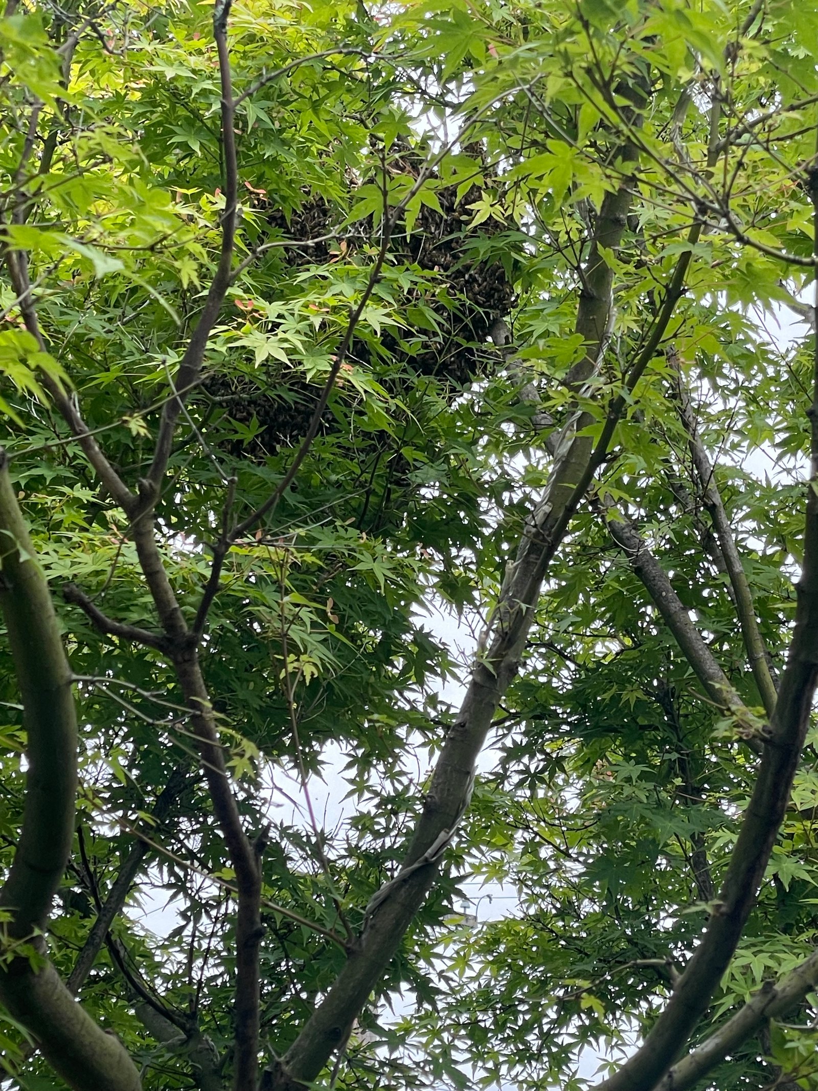 Swarm photo