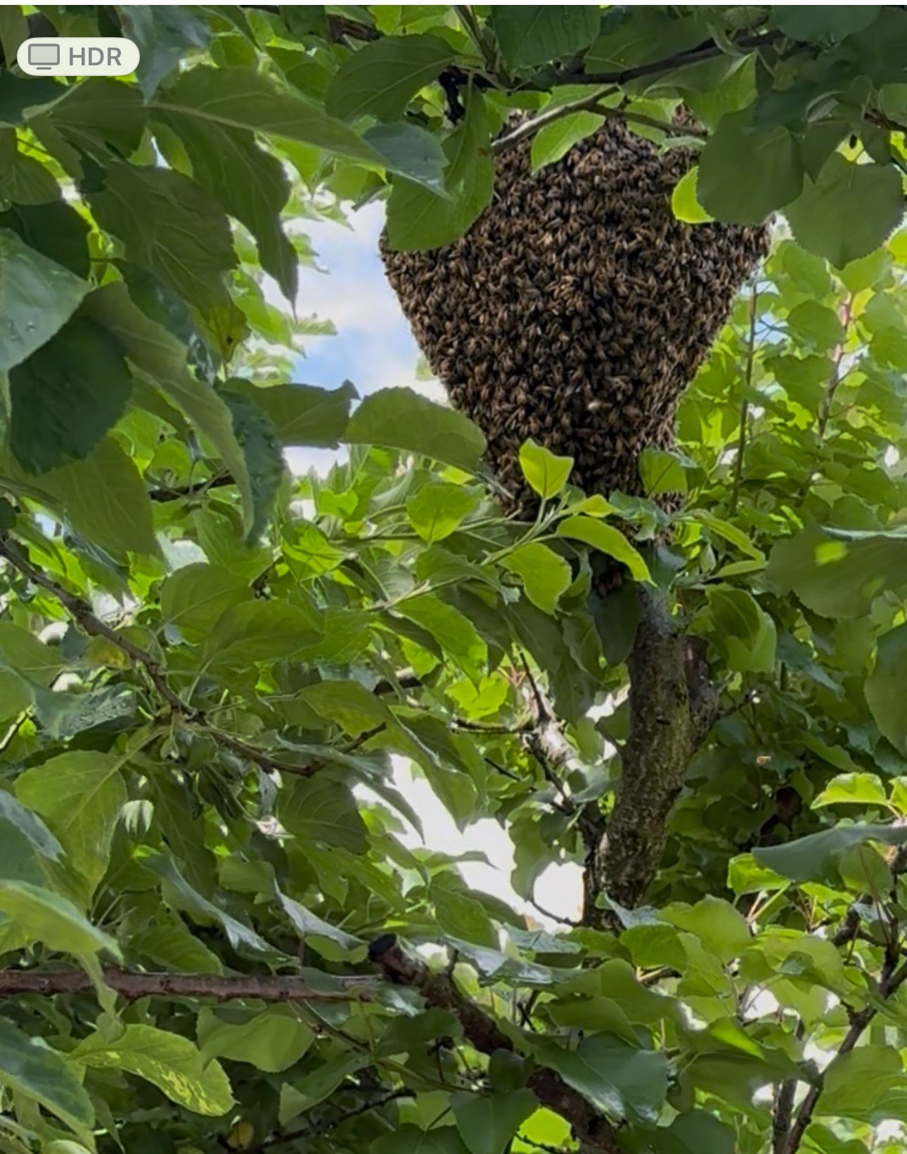 Swarm photo