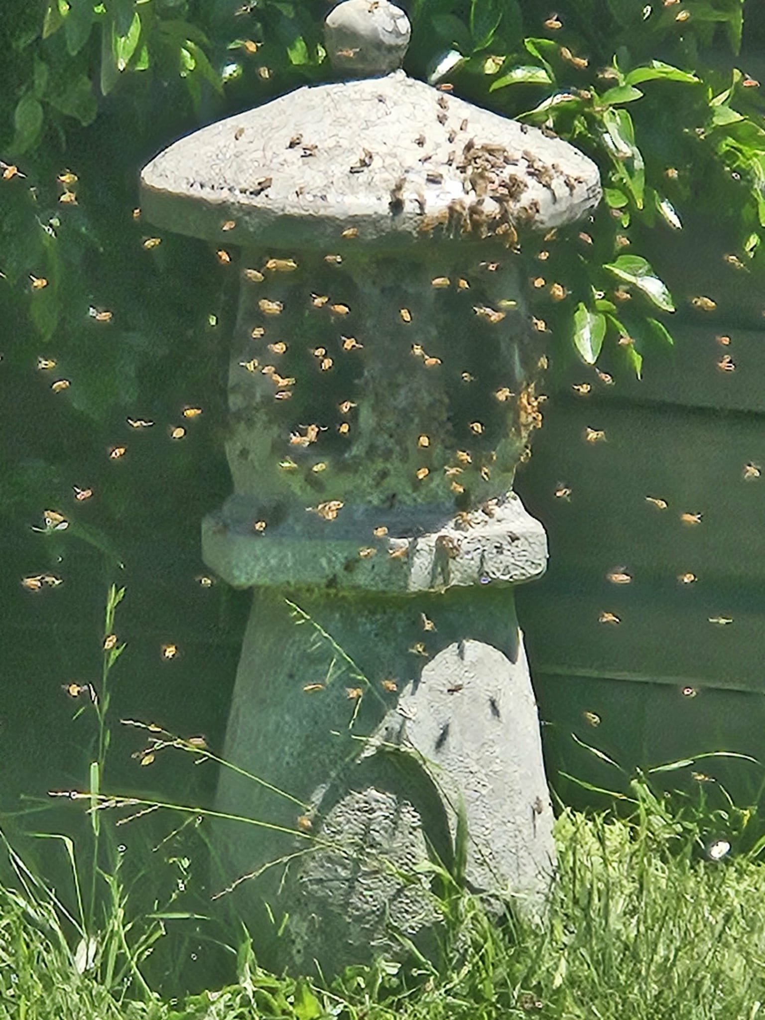 Swarm photo