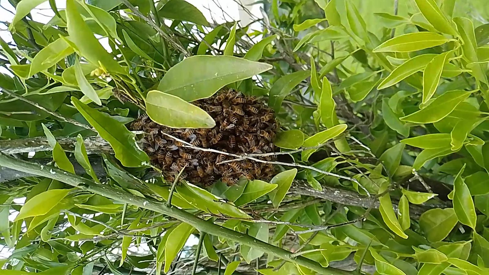 Swarm photo