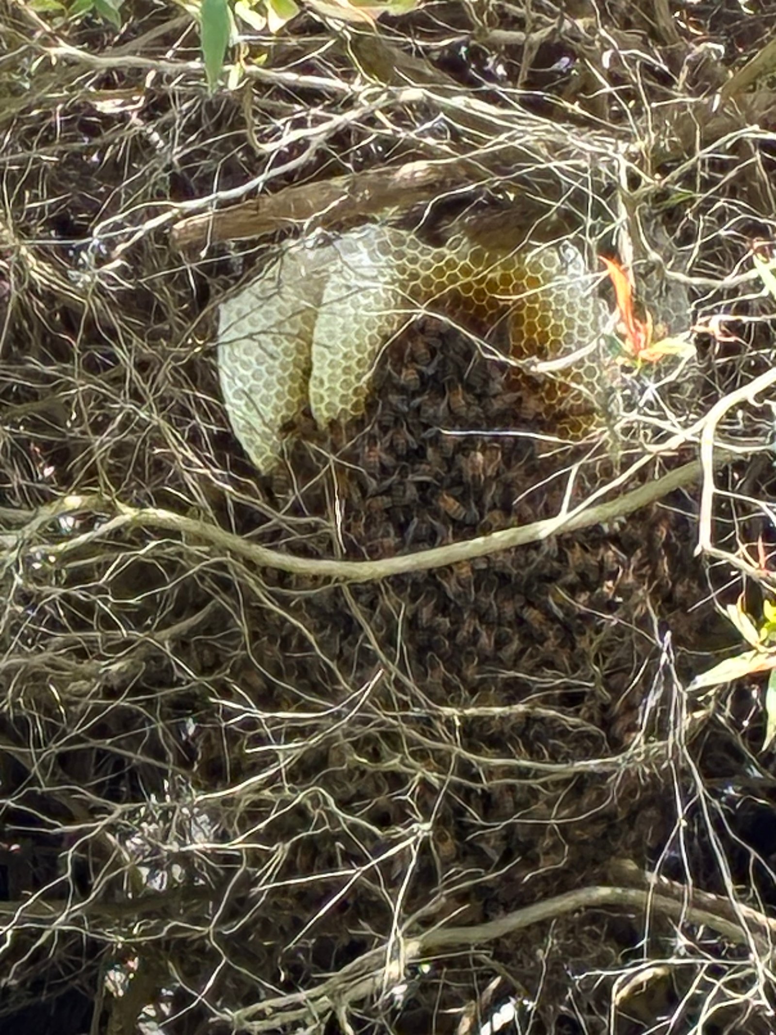 Swarm photo