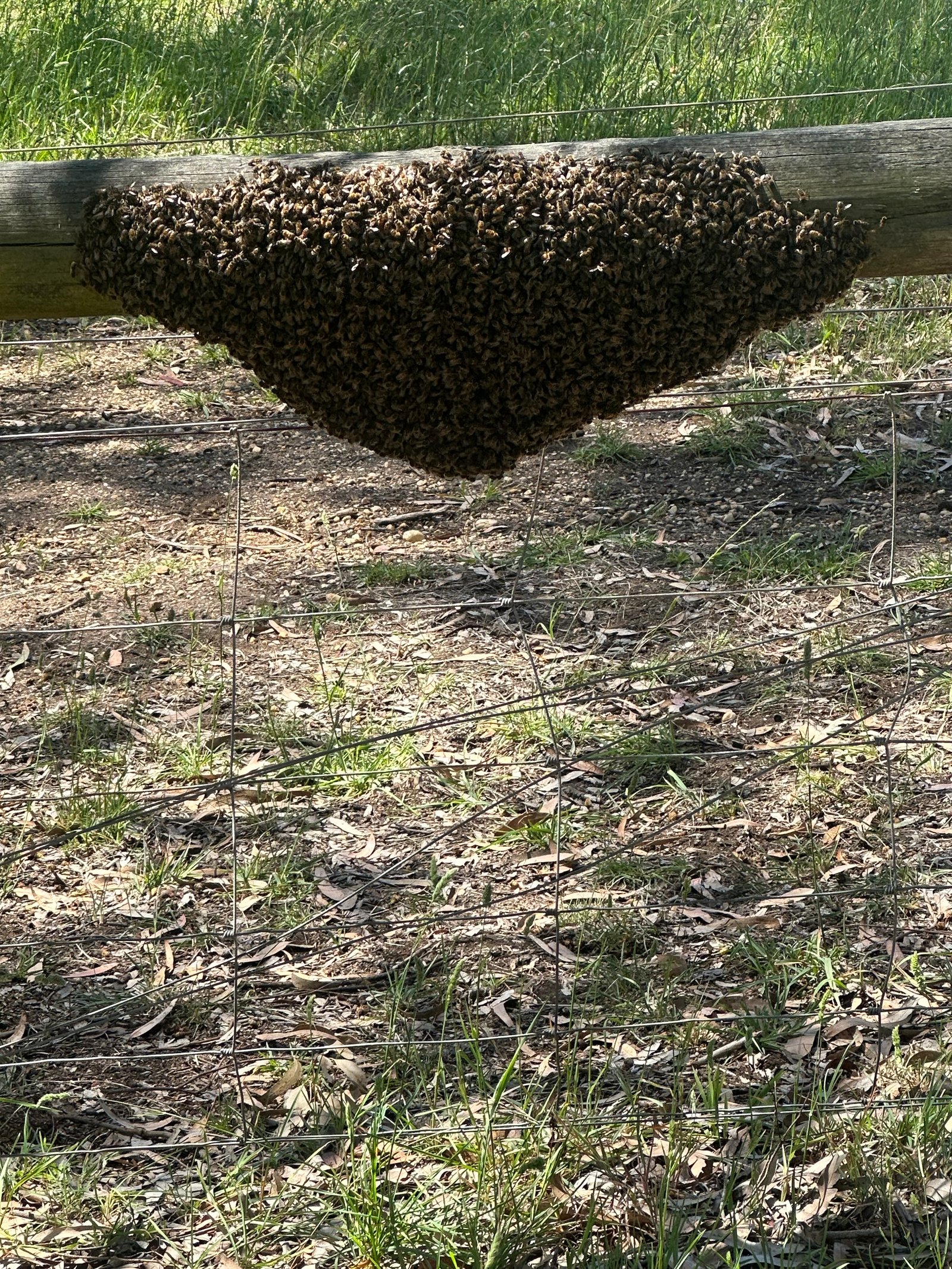 Swarm photo