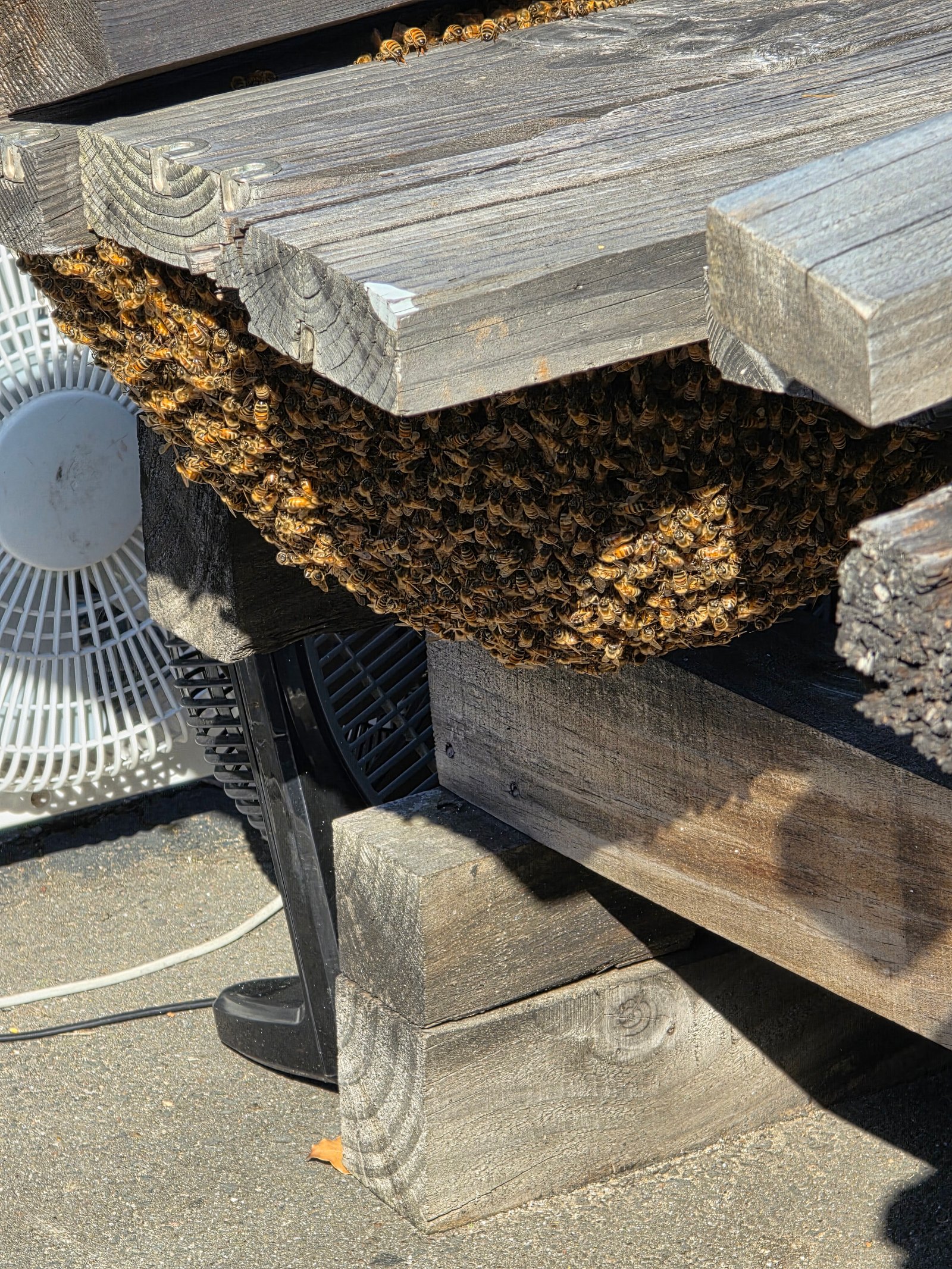 Swarm photo