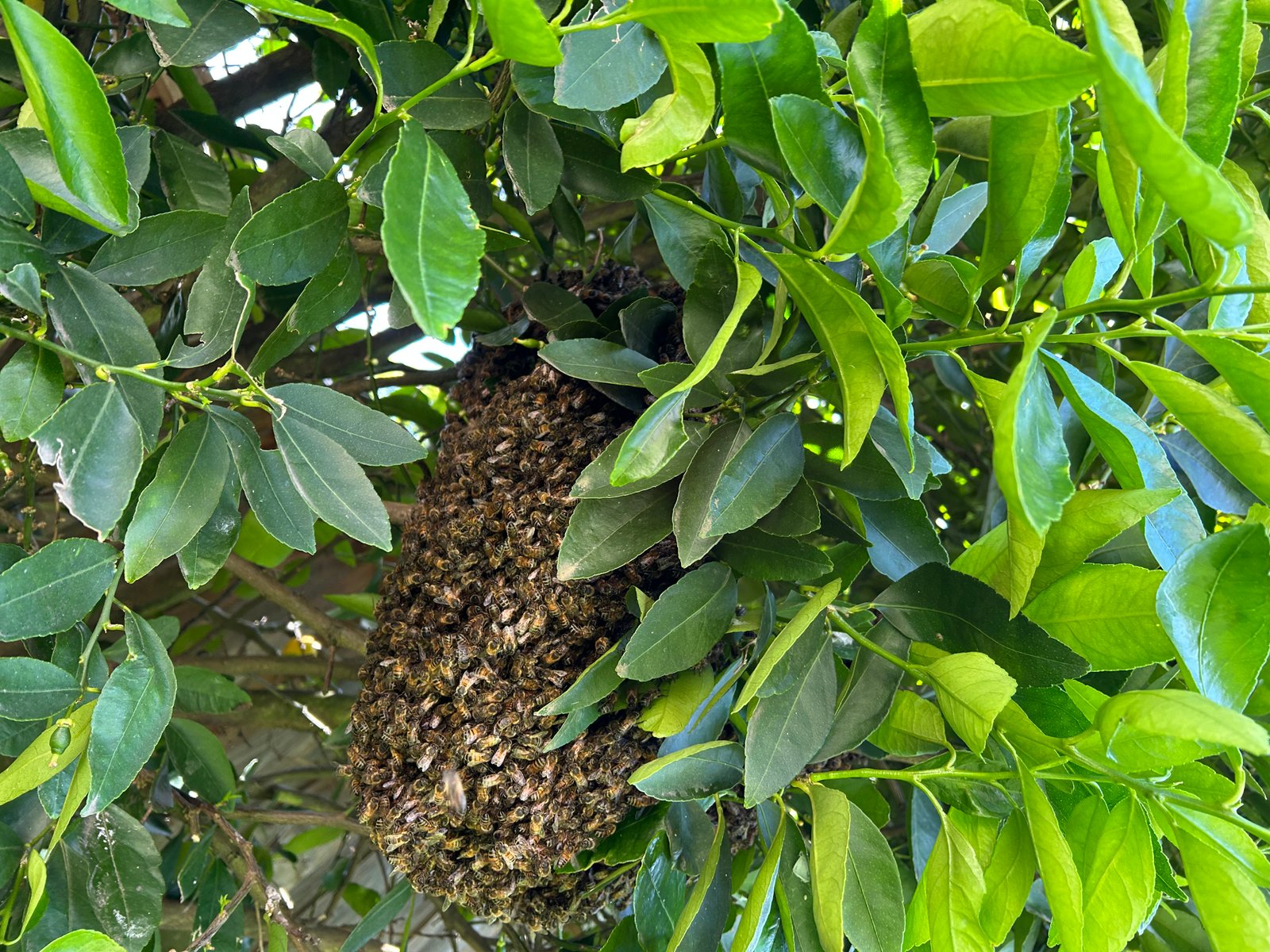 Swarm photo