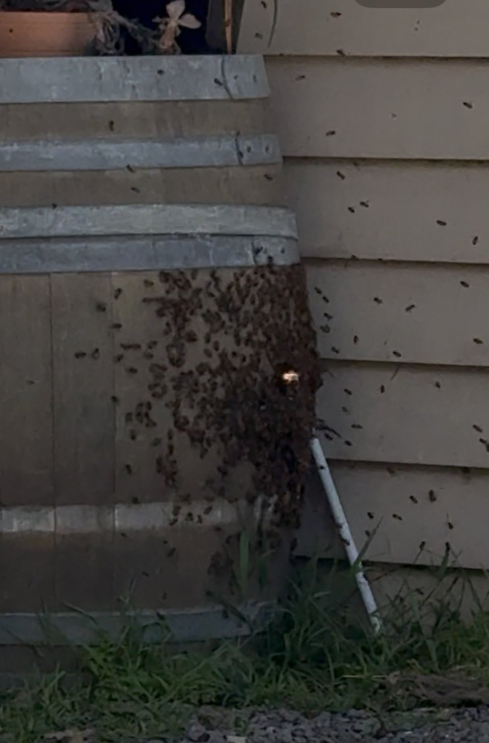 Swarm photo