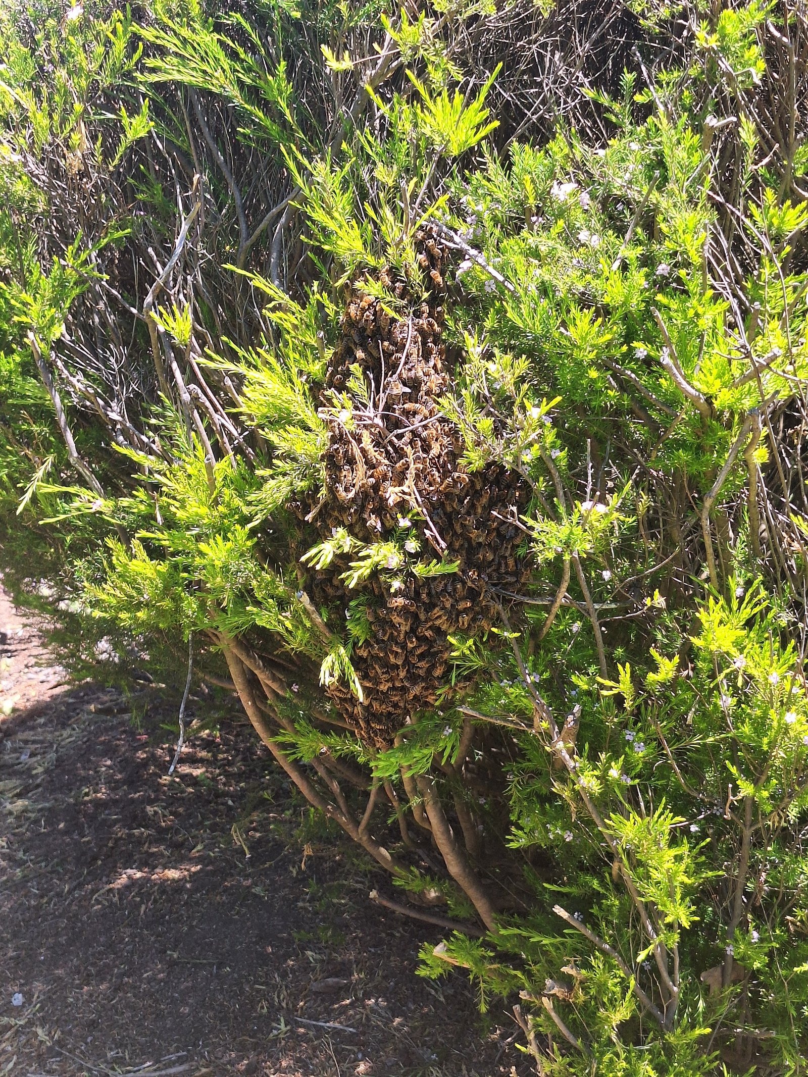 Swarm photo