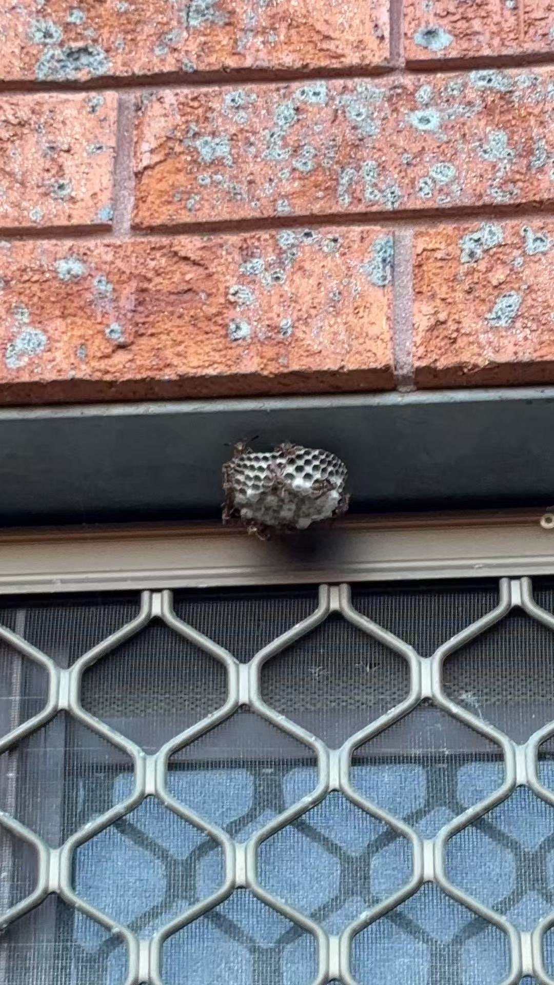 Swarm photo