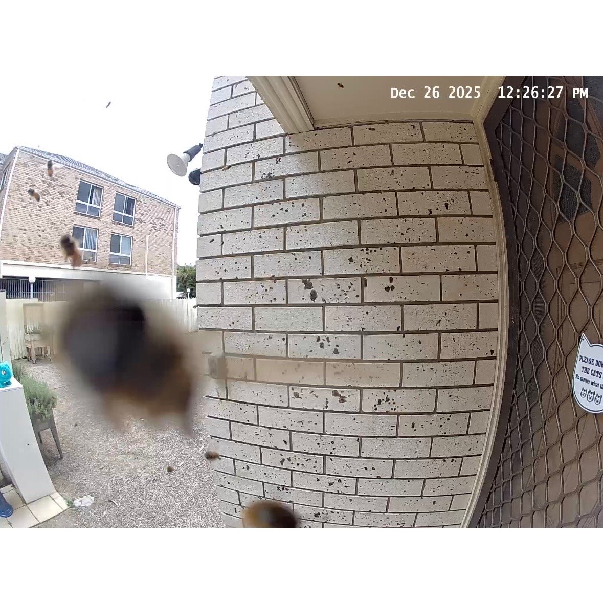 Swarm photo