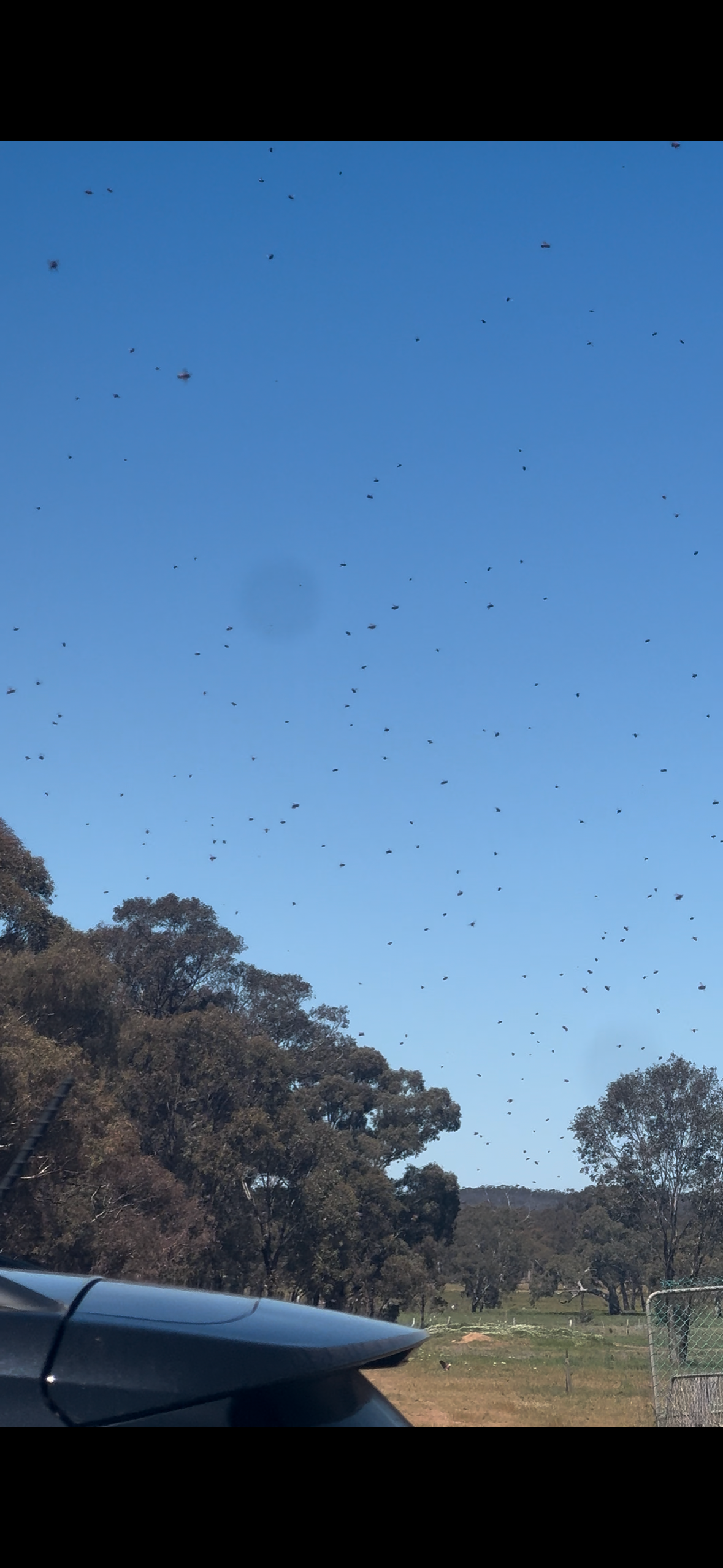 Swarm photo