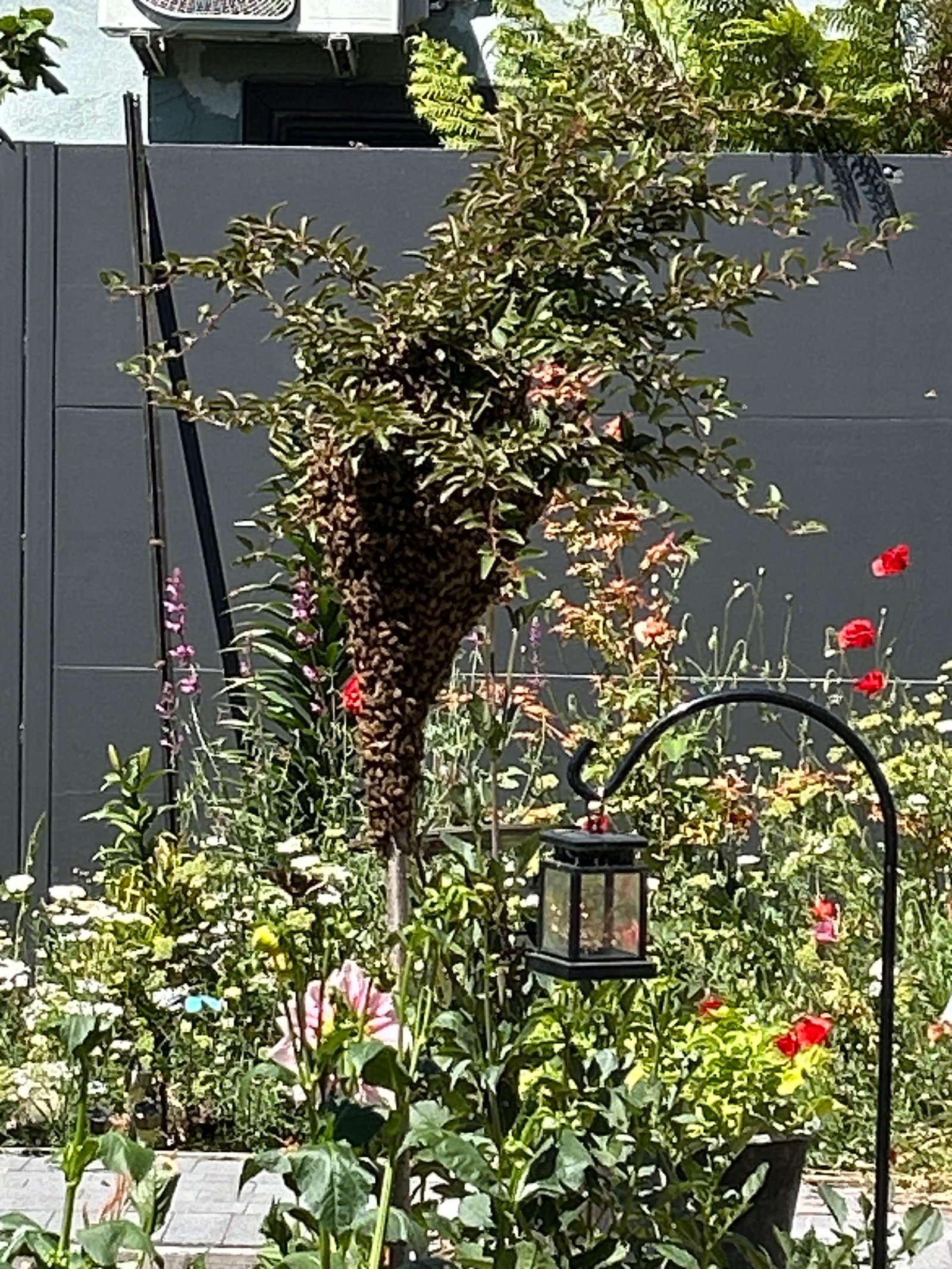 Swarm photo