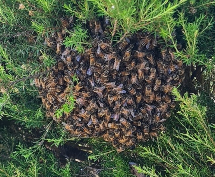 Swarm photo