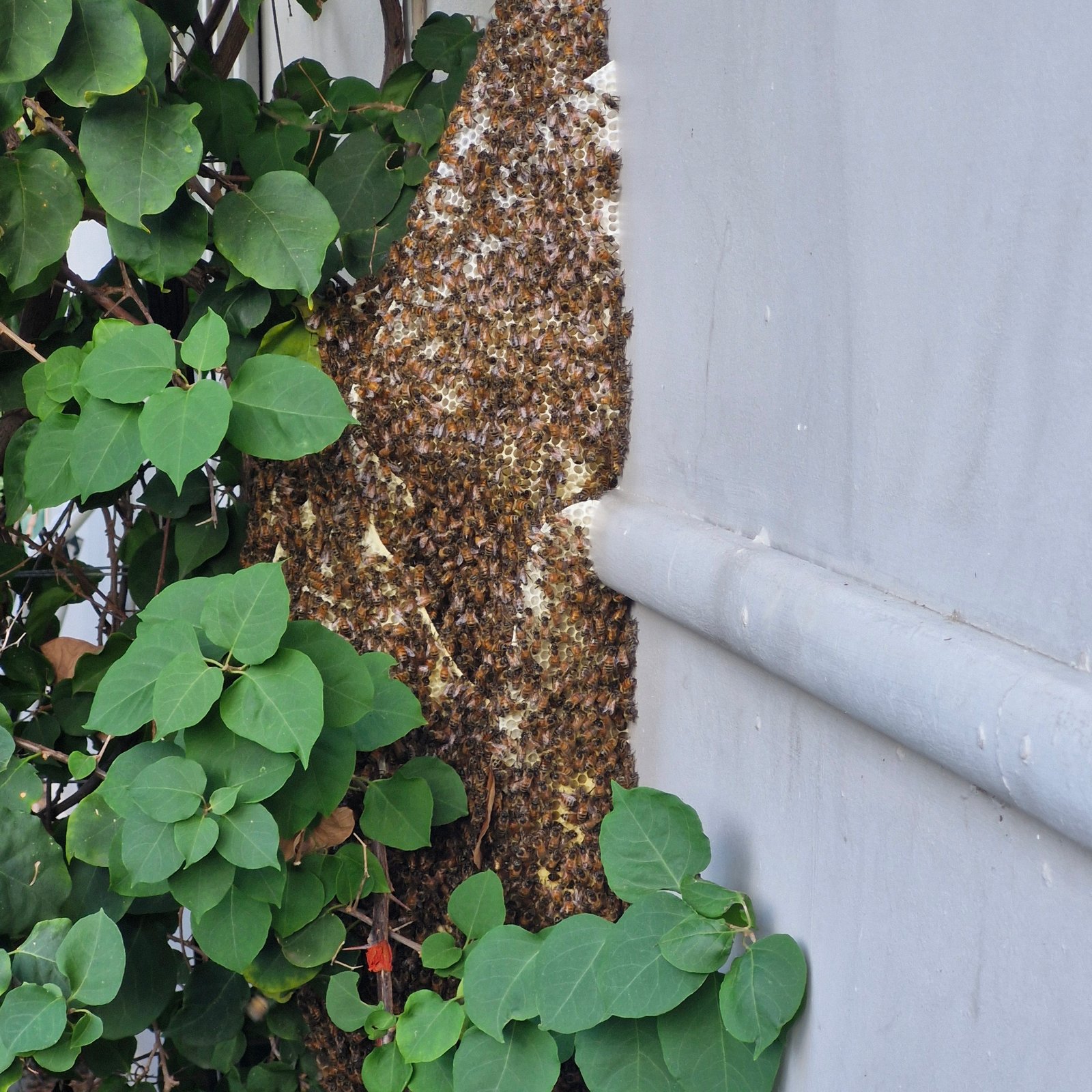 Swarm photo