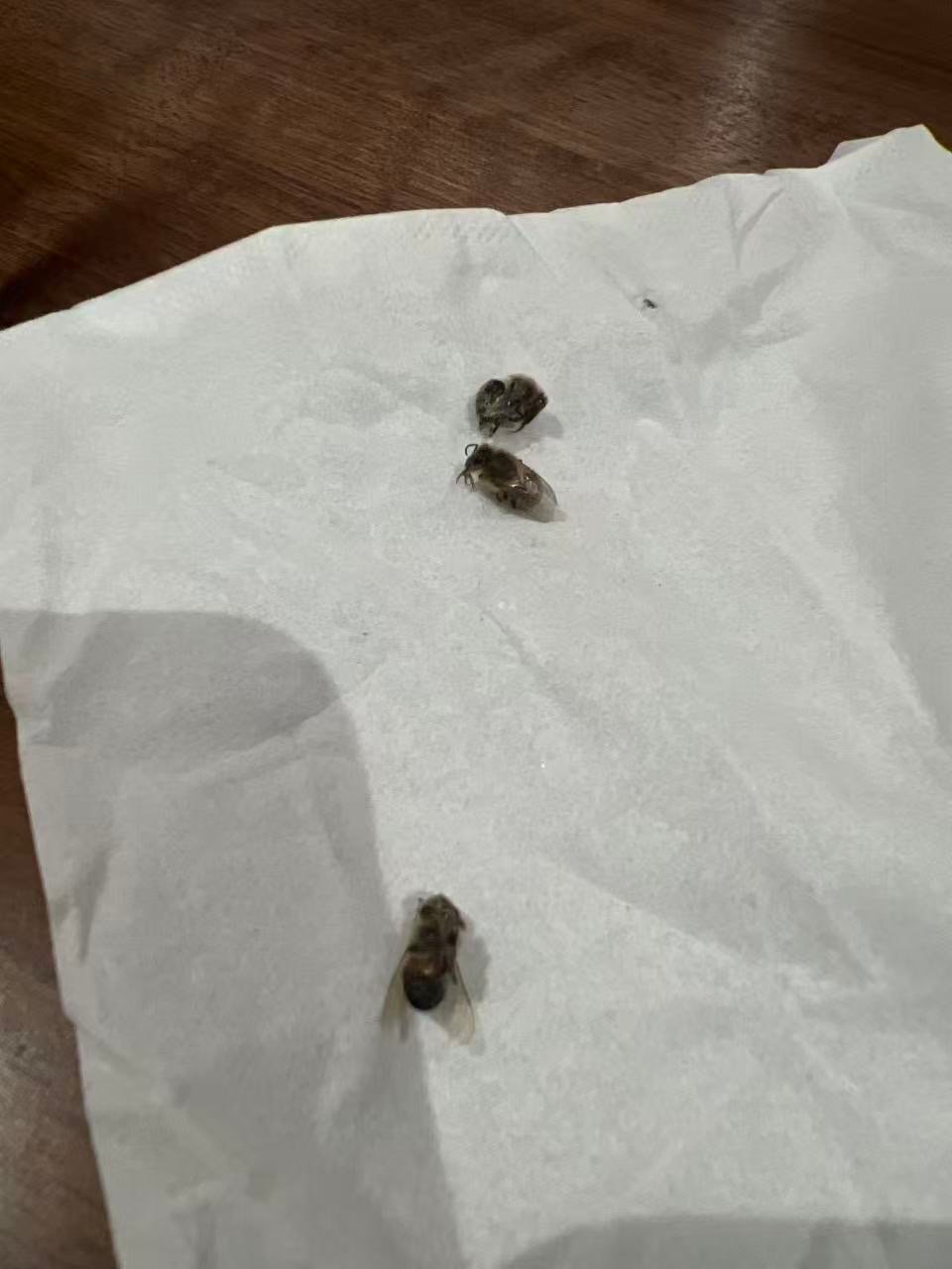 Swarm photo
