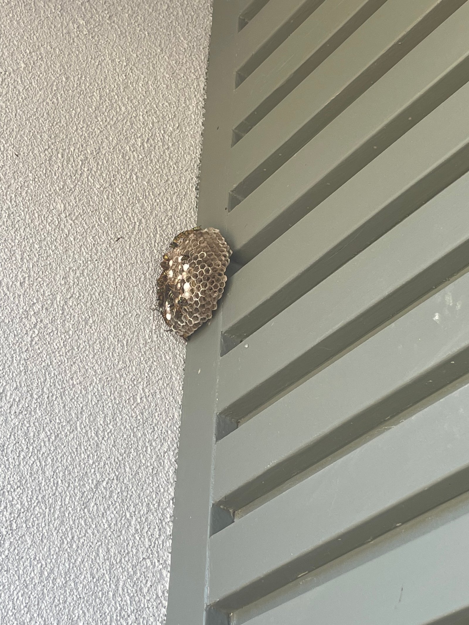 Swarm photo