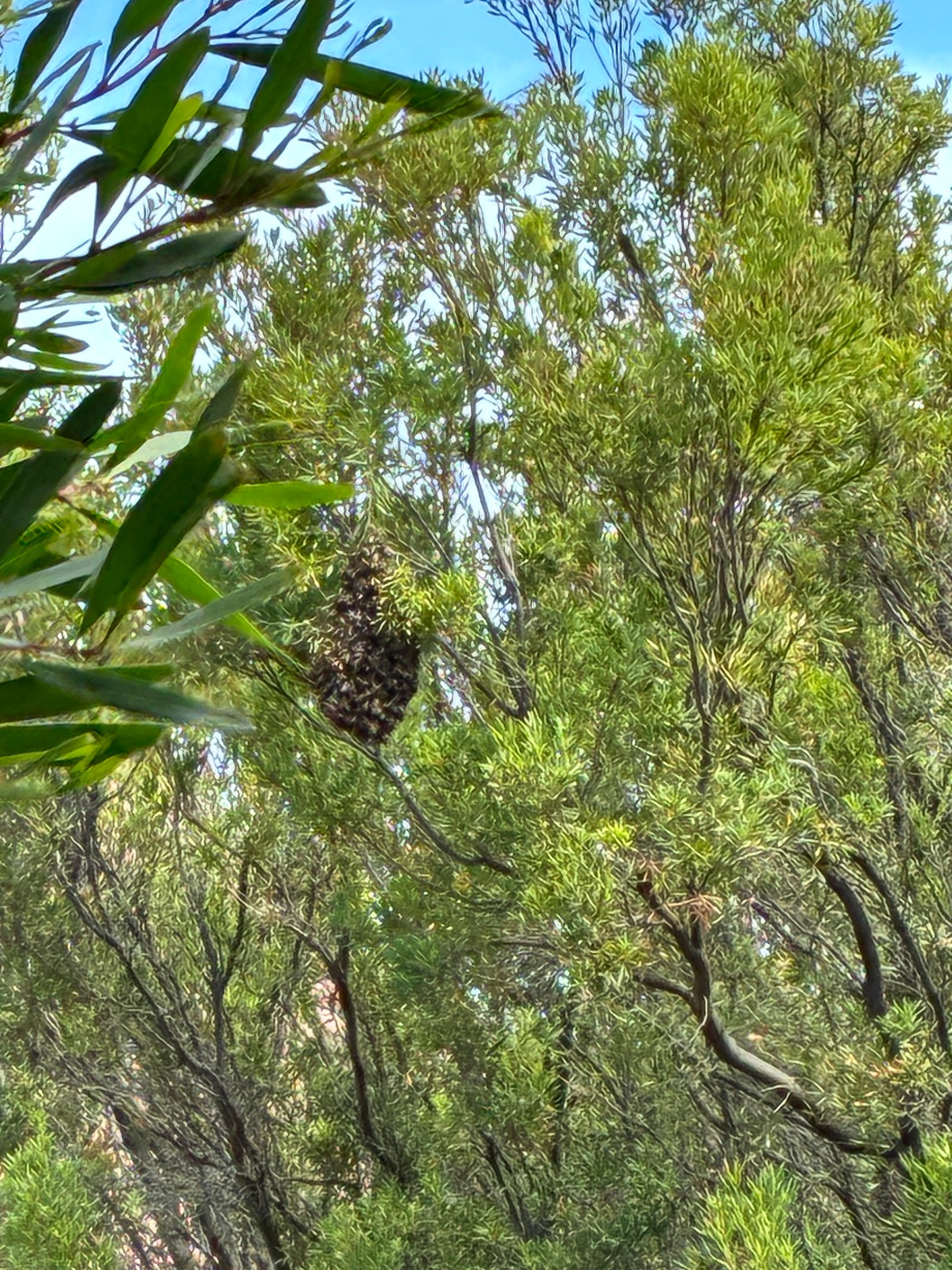 Swarm photo