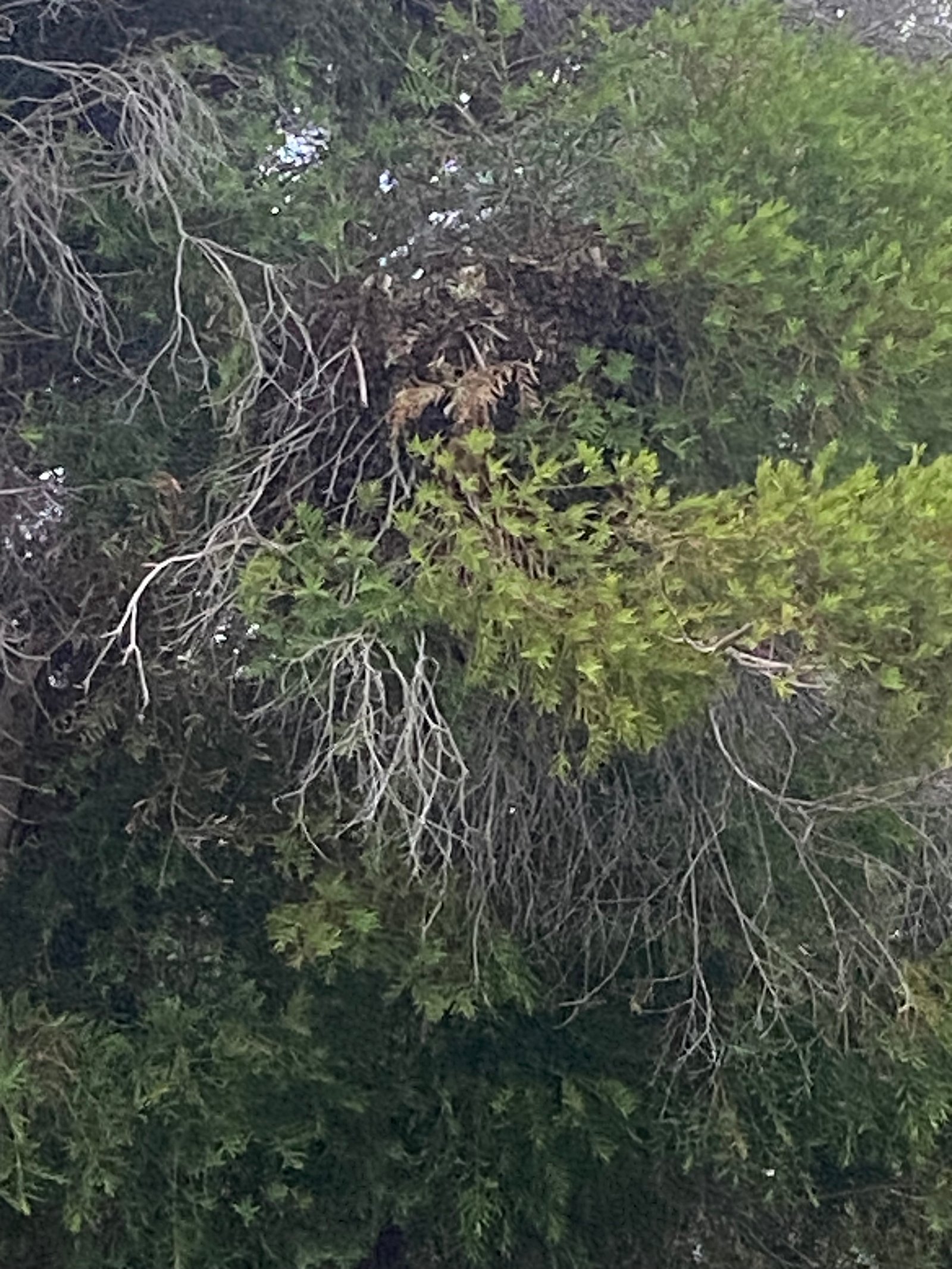 Swarm photo