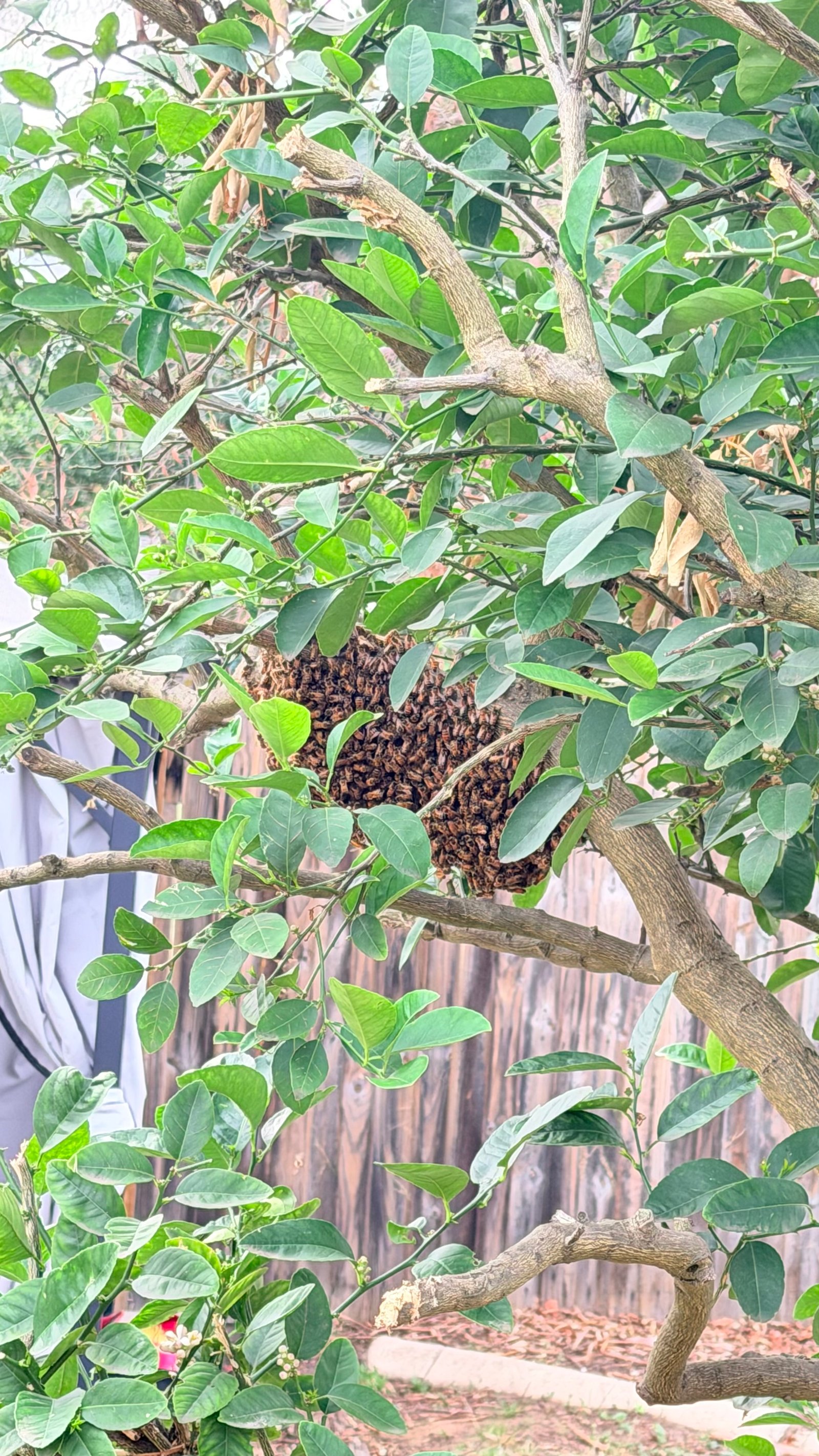 Swarm photo