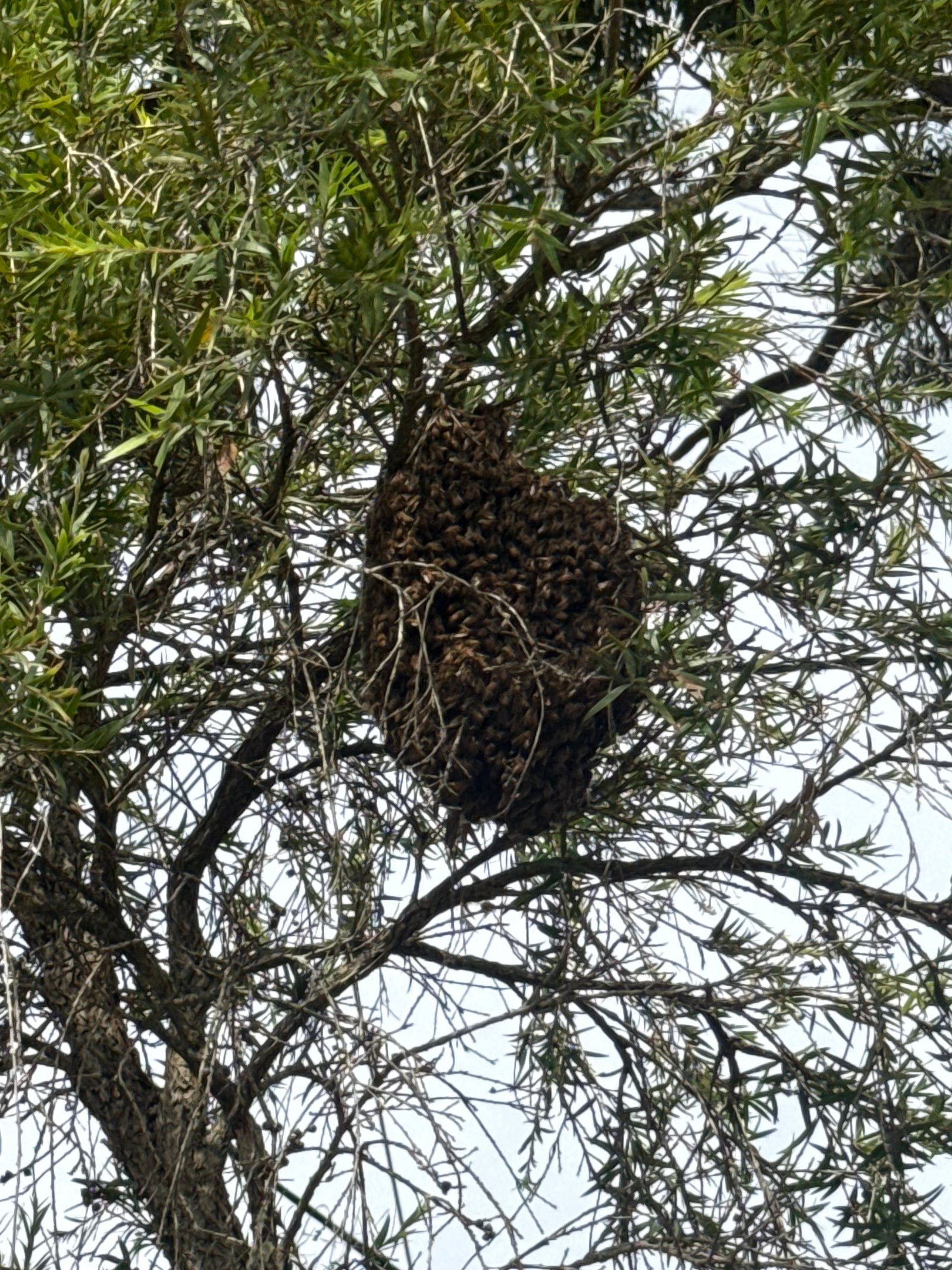 Swarm photo