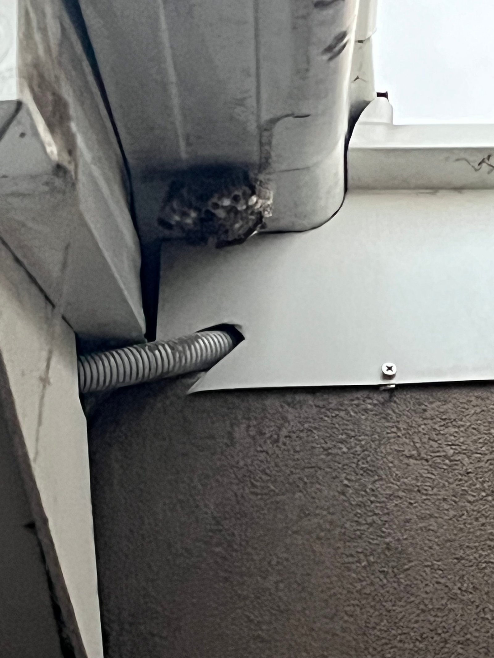 Swarm photo