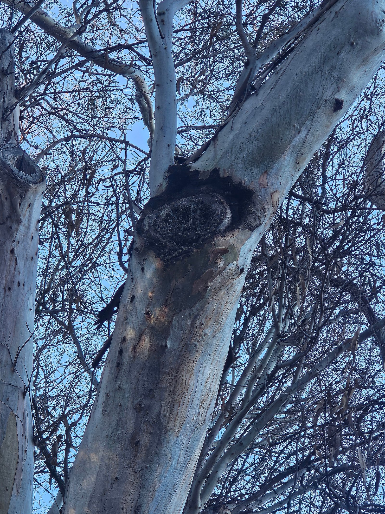Swarm photo