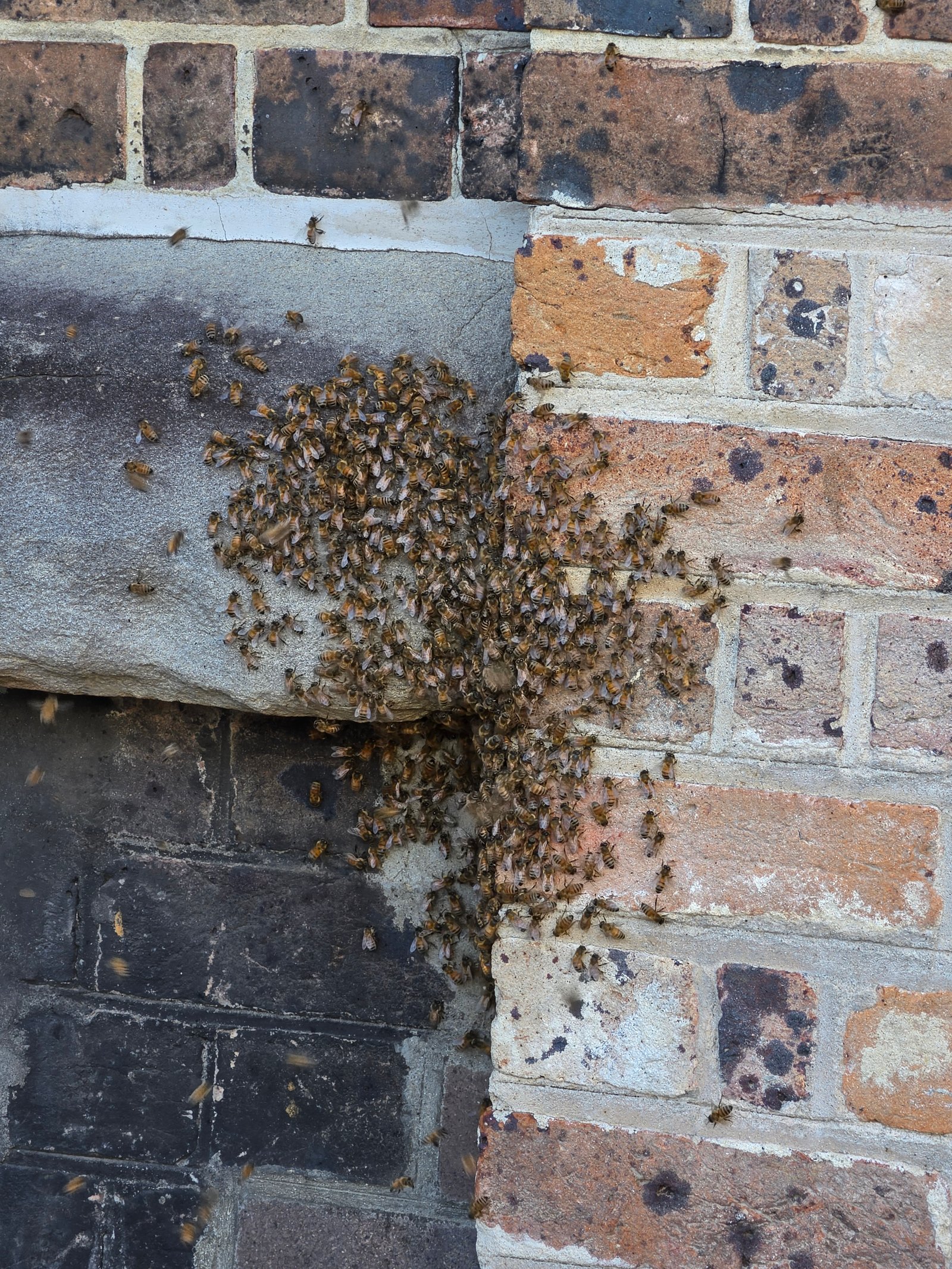 Swarm photo