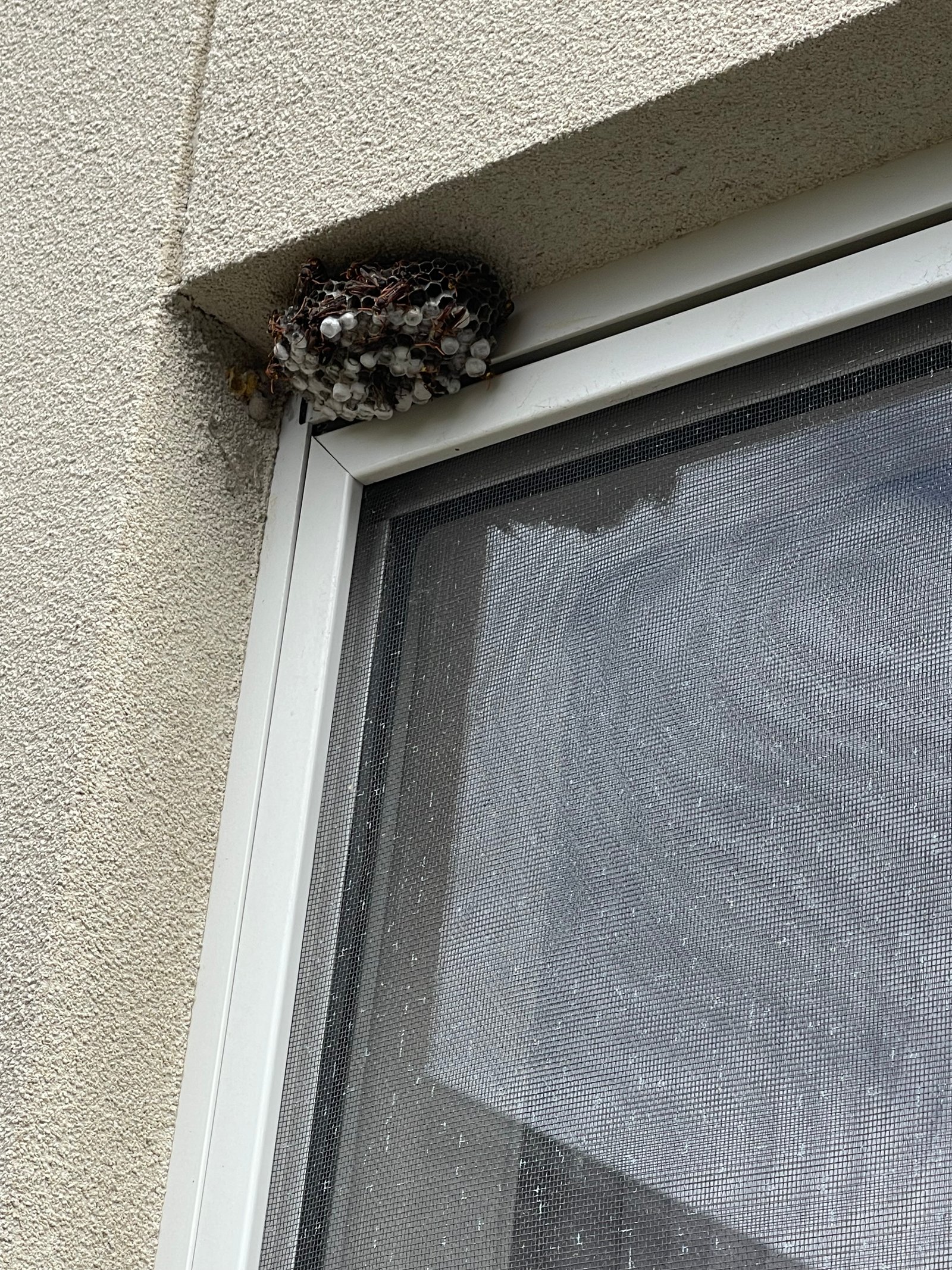 Swarm photo