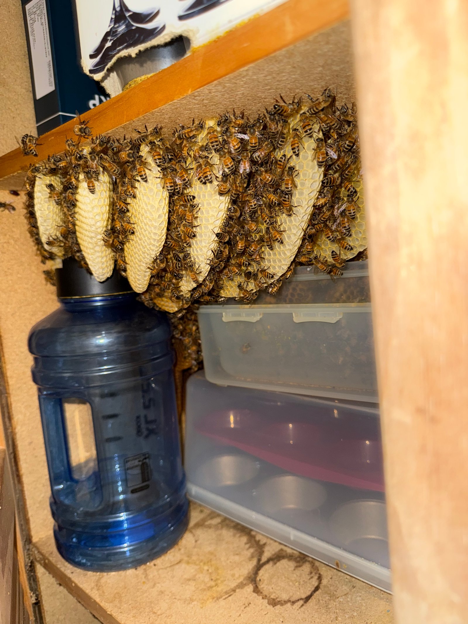 Swarm photo