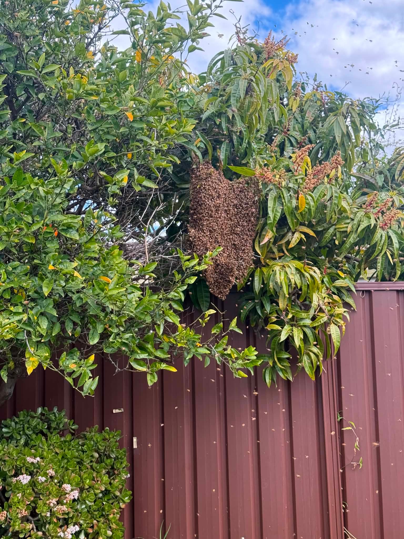 Swarm photo