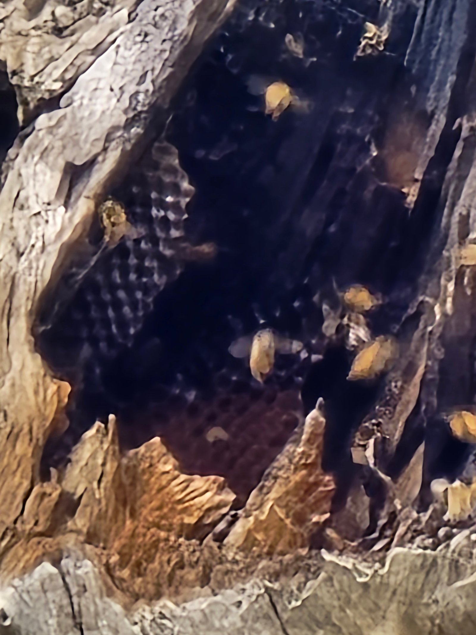 Swarm photo