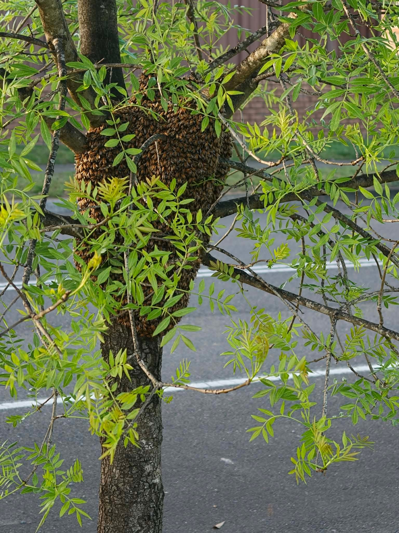 Swarm photo